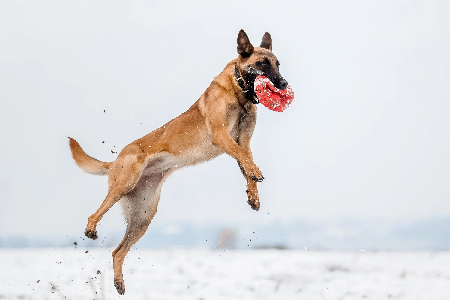Fun Cold Weather Activities for Dogs — Evolve Pet Food - Dogs Cold Weather Exercise Ideas