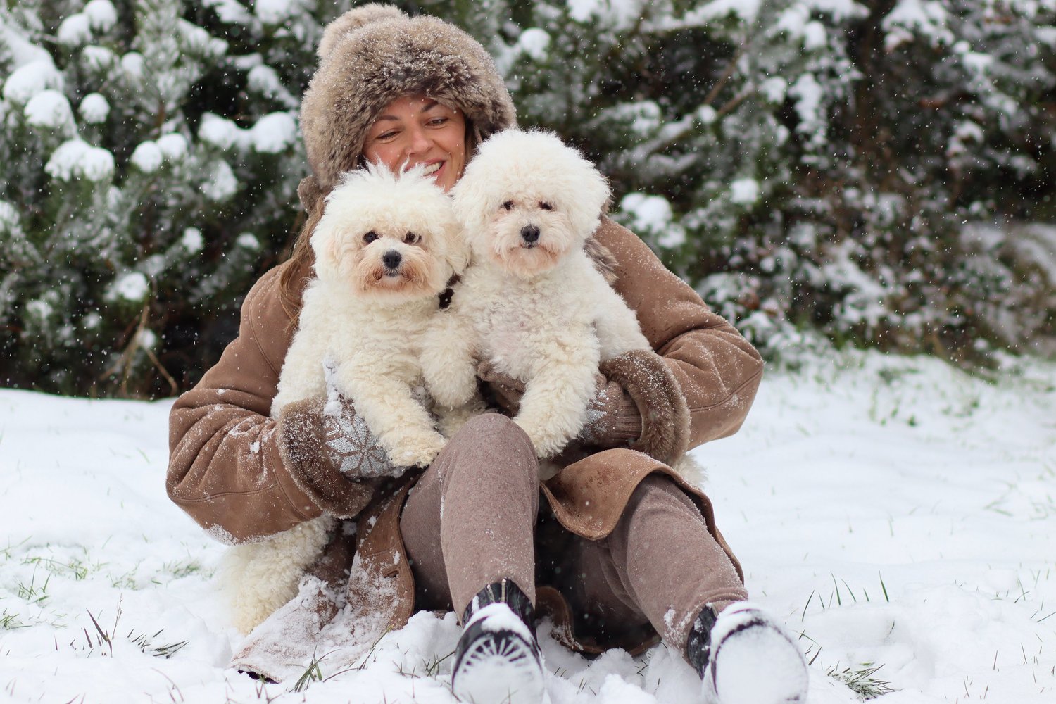 Fun Cold Weather Activities for Dogs — Evolve Pet Food - Dogs Cold Weather Exercise Ideas