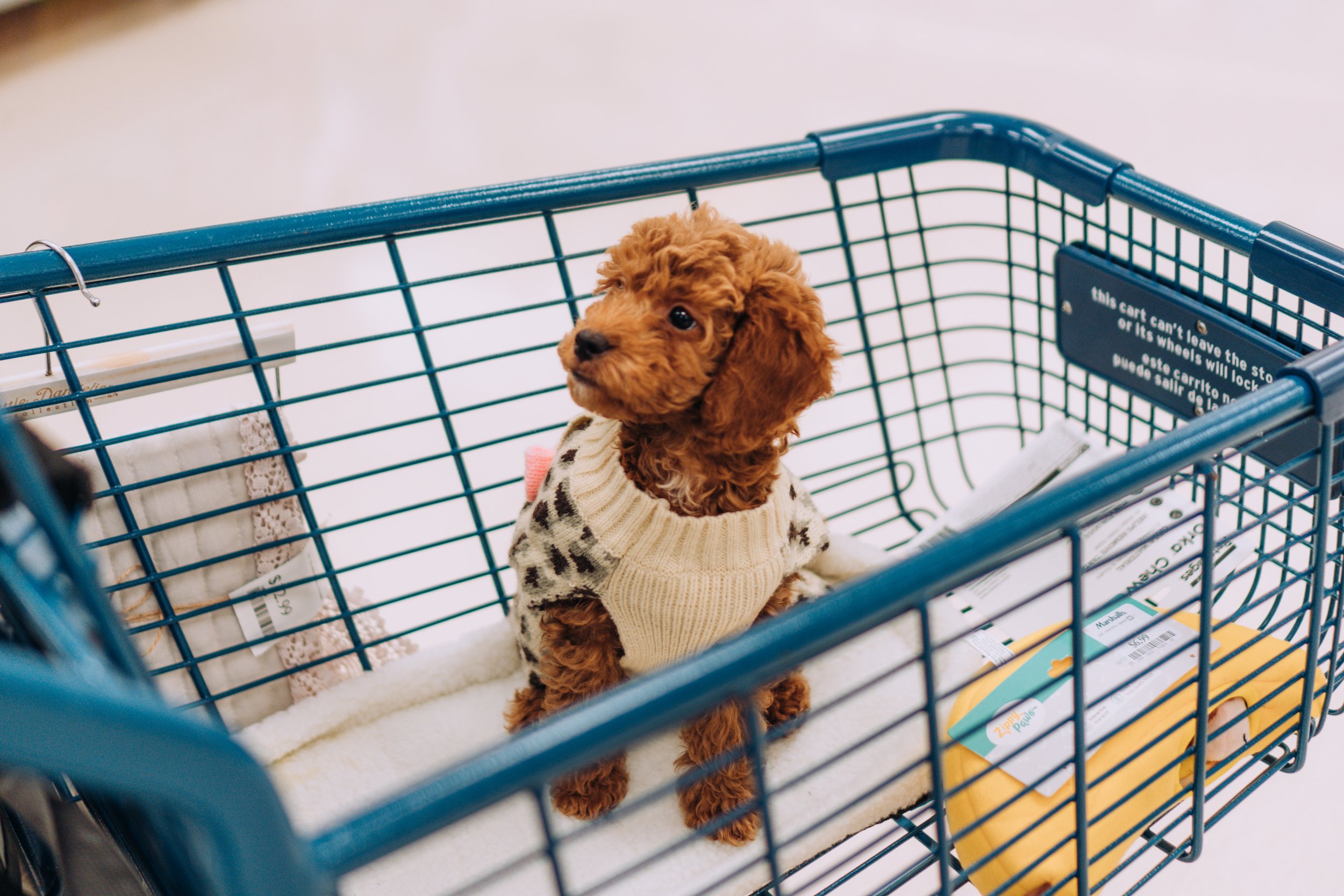 What Toys Can I Leave In My Puppy's Crate? - The Savvy Sitter
