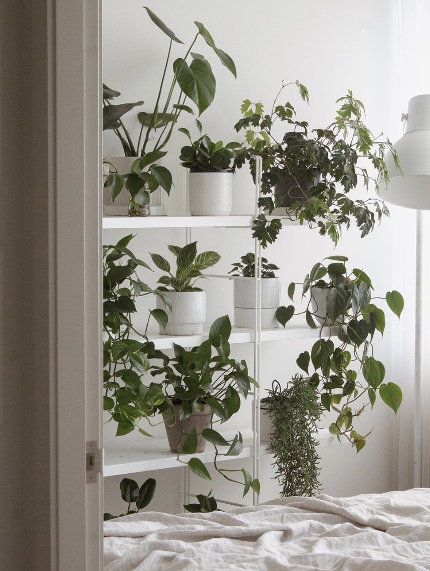 My 11 Best and 6 Worst indoor plant list + some BONUS tips! 