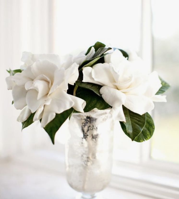 Top 10 House Flowers and what they Say About You. — Loui Burke Design
