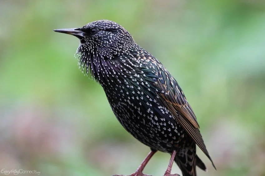 Nature achieves all feats without worry or hurry. 
The past does not make the present moment blurry. 
Nature's secret is perspective as one with the collective. 
She whispers through wings, gills and paws: 
"Resist nothing and evolve. Accept eve