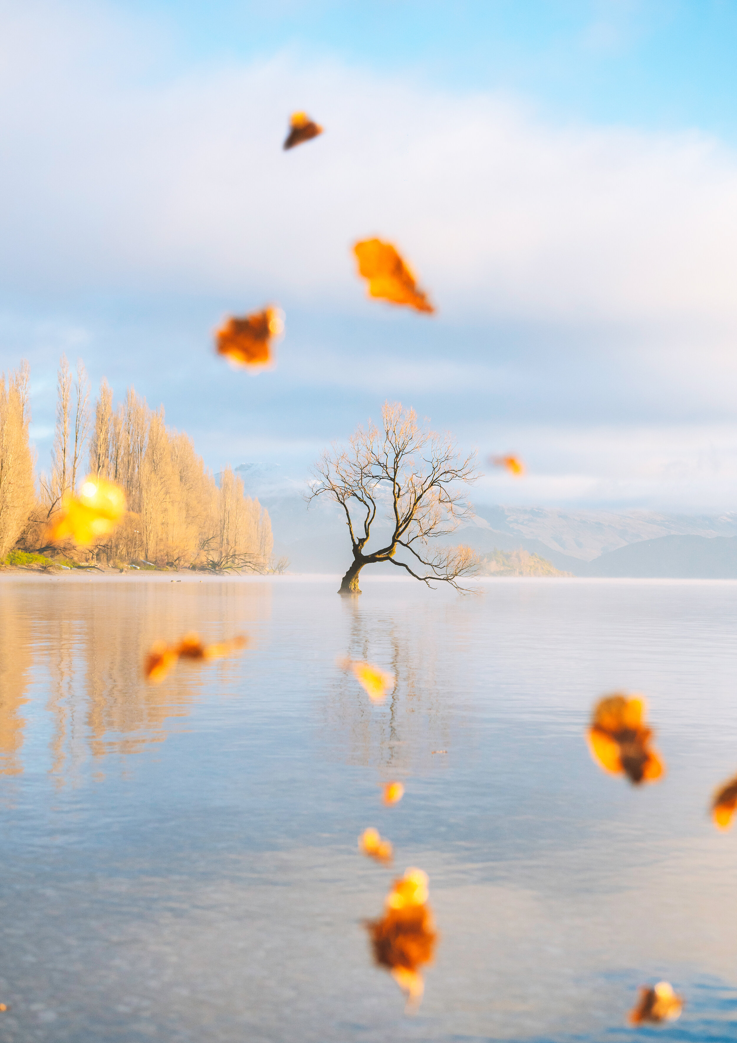 Lone Tree.jpg