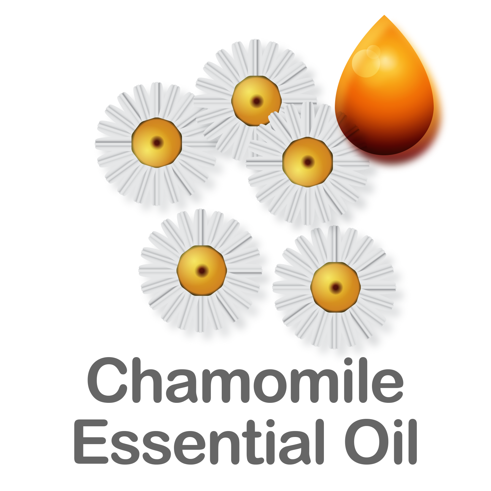 Chamomile_Essential-Oil.png