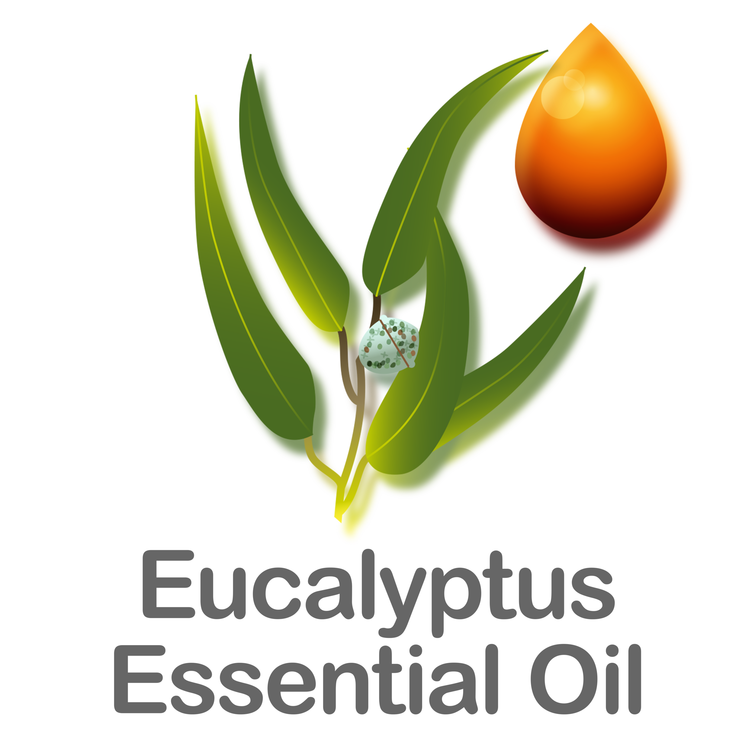 Eucalyptus Essential Oil  (Copy)