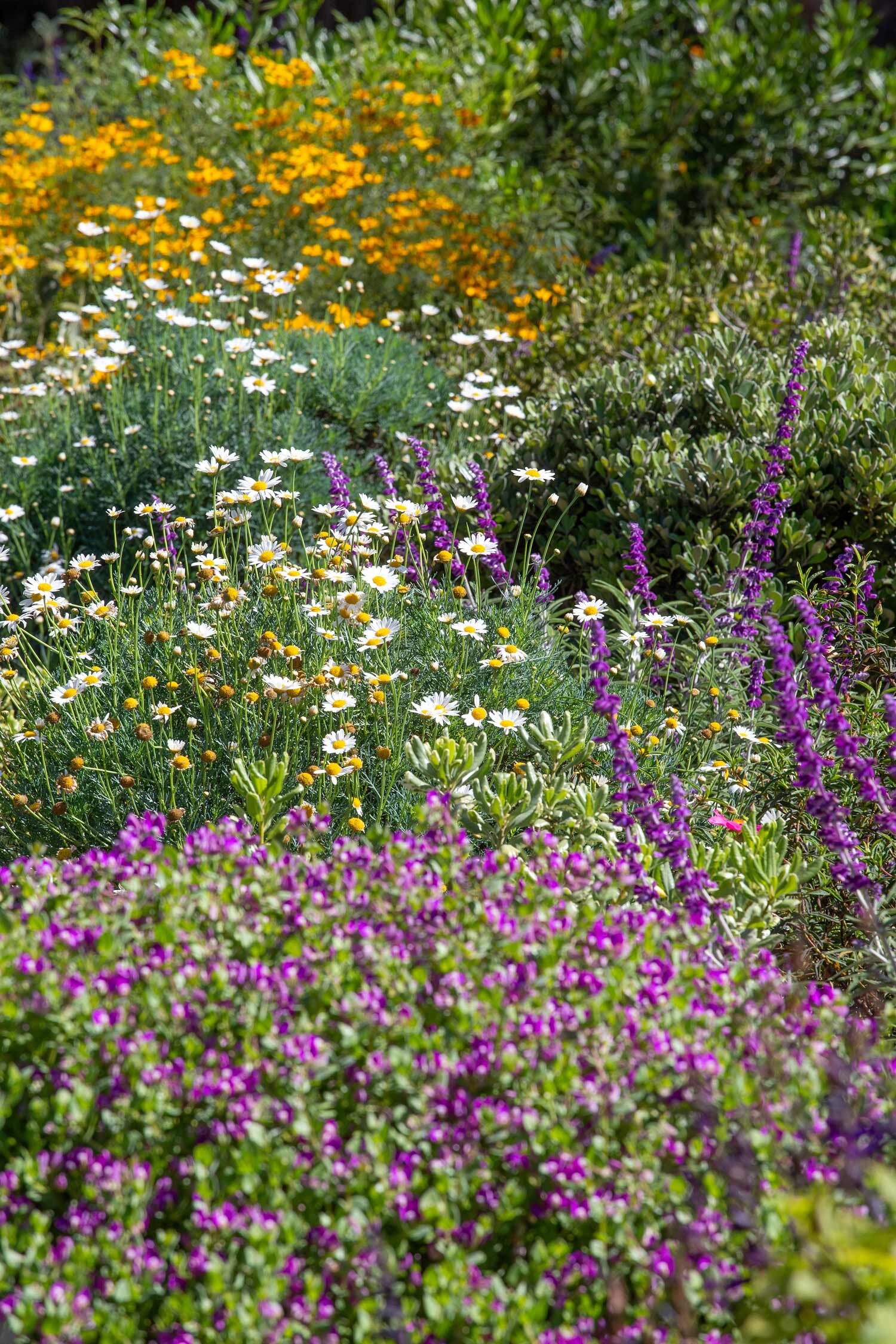 20-montecito-landscape-santa-barbara-garden-design-cullen-lepere-montecito-oaks.jpg