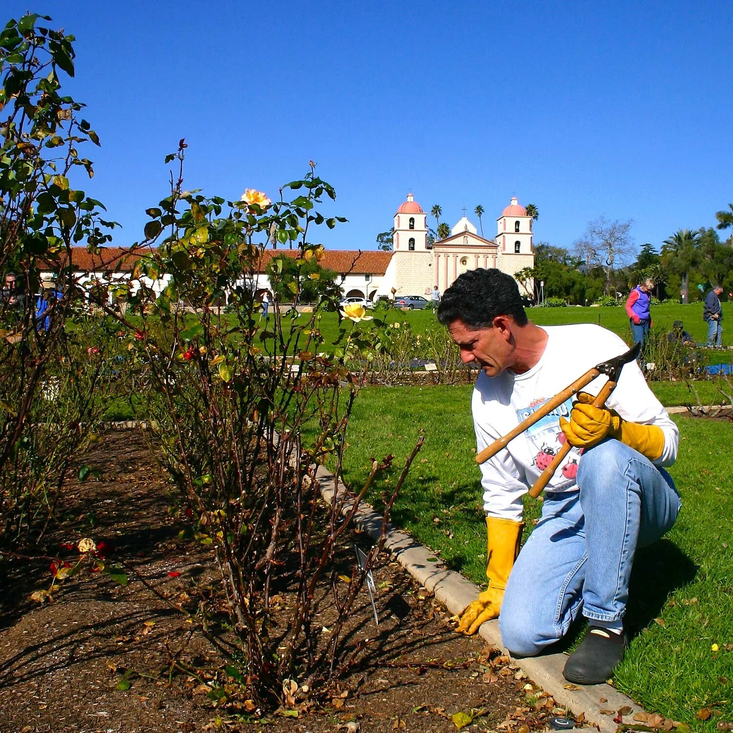 Rose Pruning Tips From Oprah's Garden