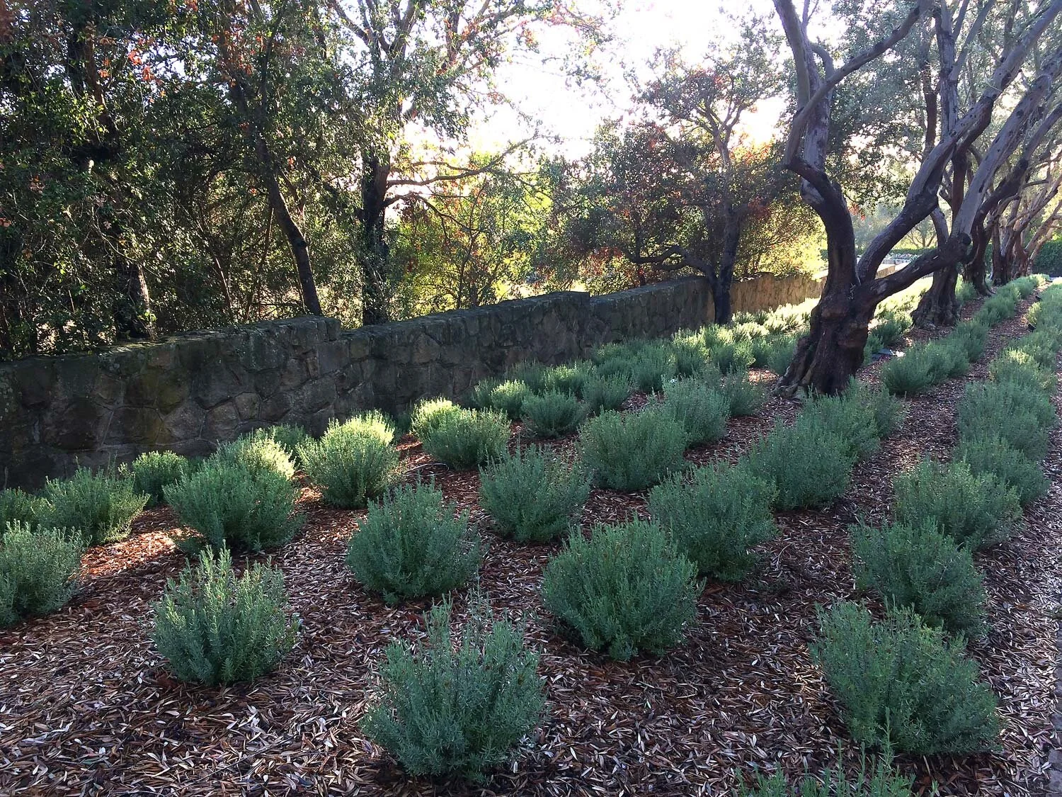 5 Golden Rules for a Beautiful Drought Tolerant Garden