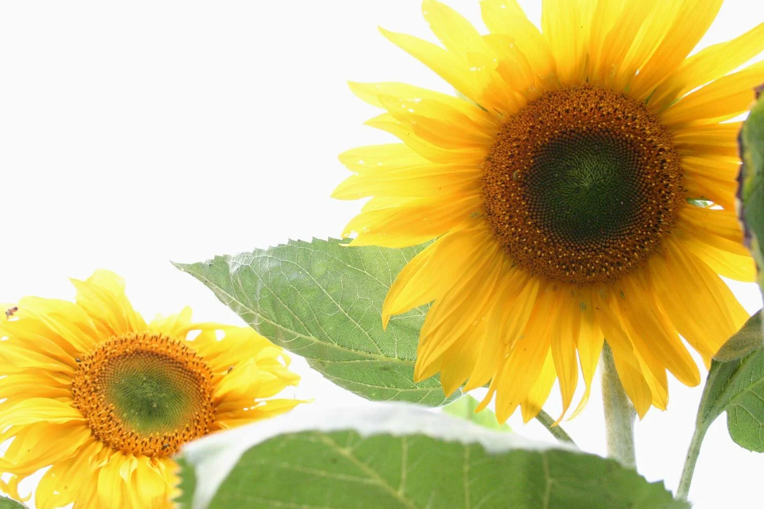 Summer Garden Secrets