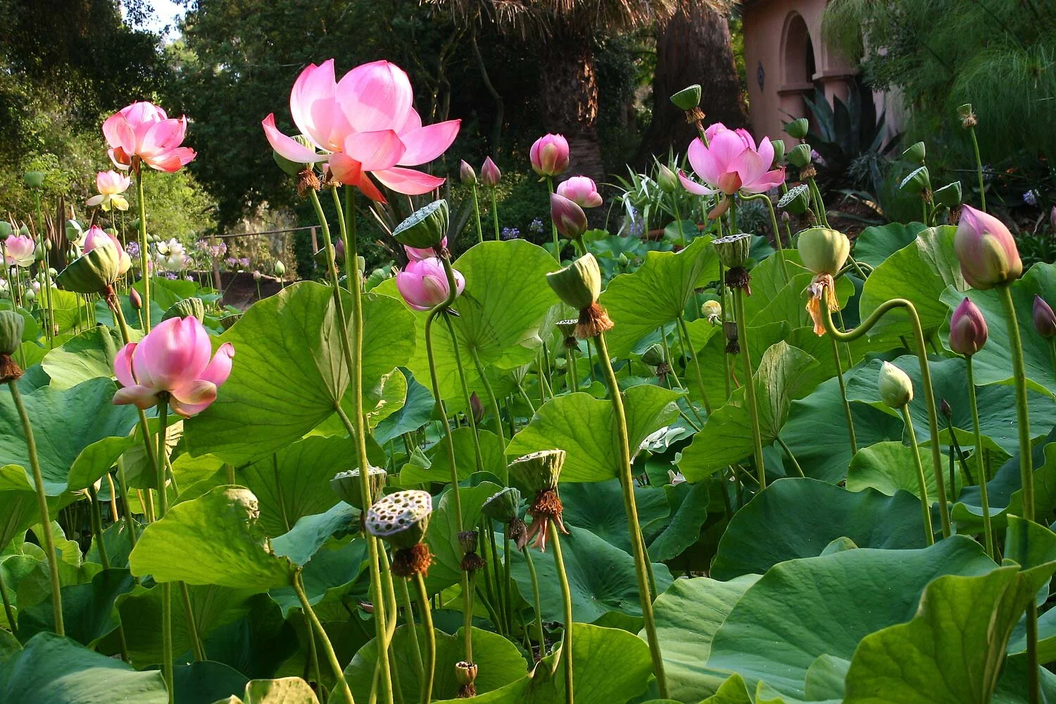 Garden Getaway Santa Barbara Style