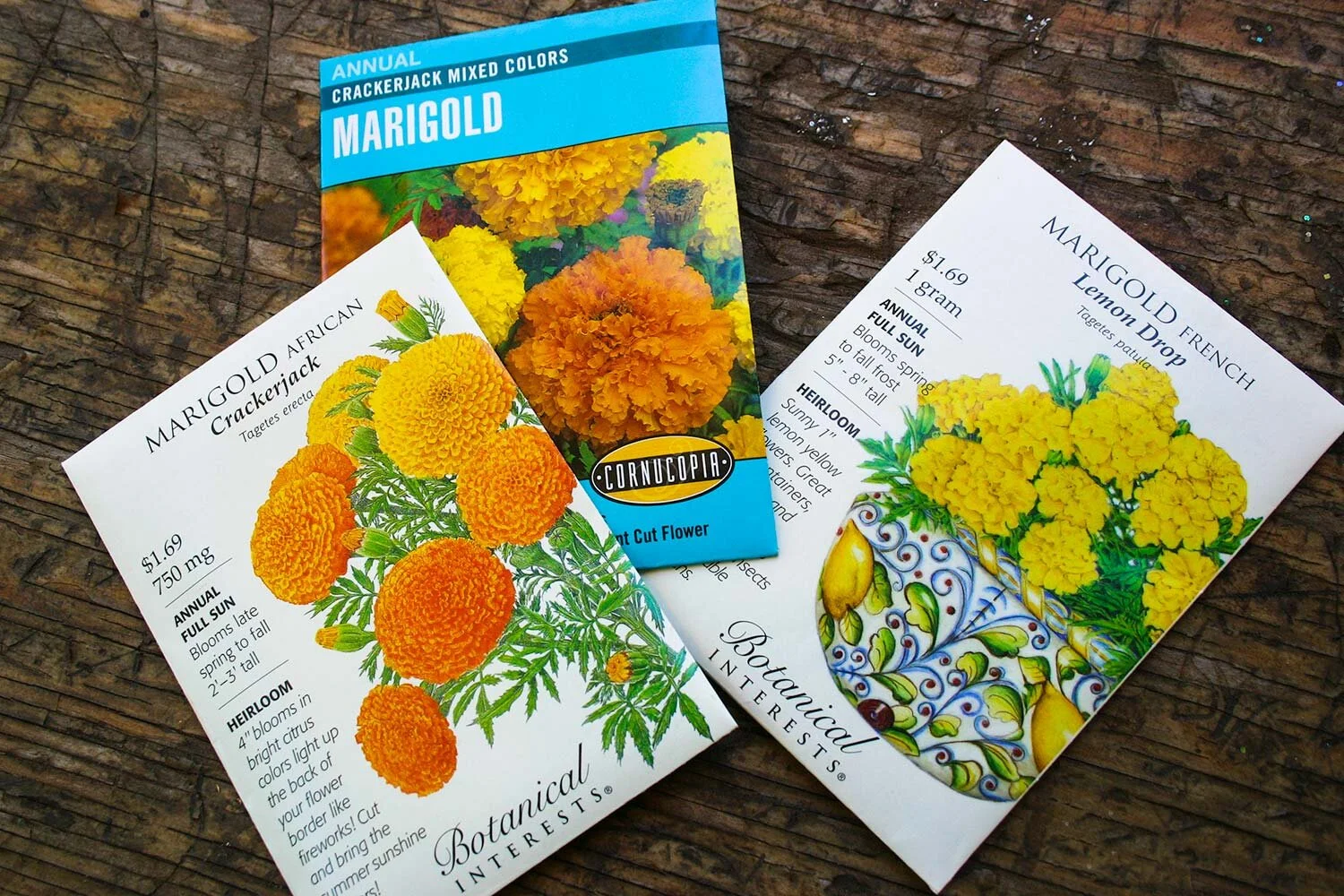 What Everyone Needs to Know About Marigolds