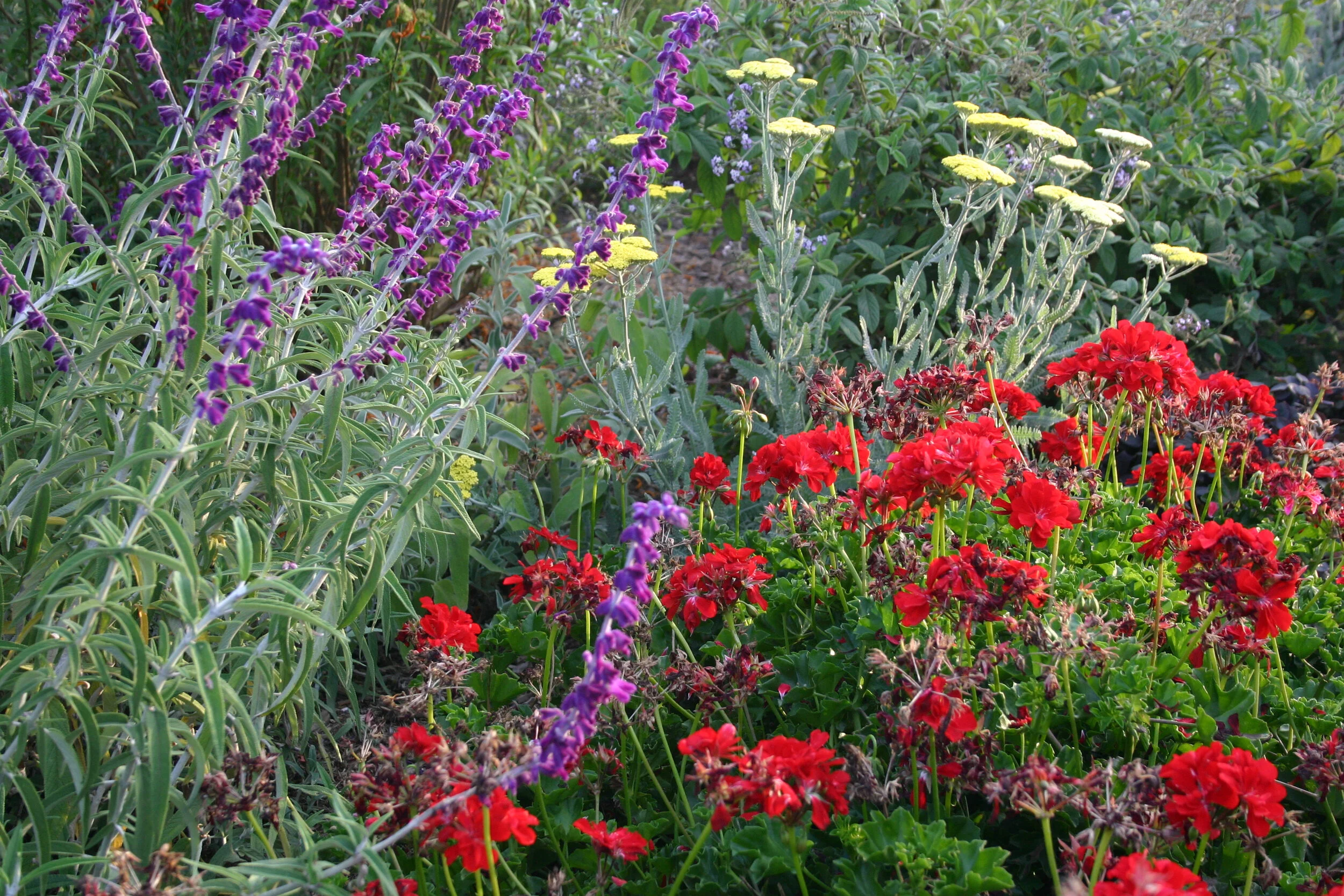 Viva La Fiesta of Summer in the Garden