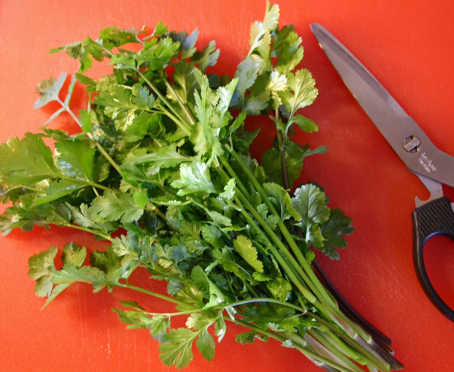 Coriander, Julia Child, Lust and Bedbugs 