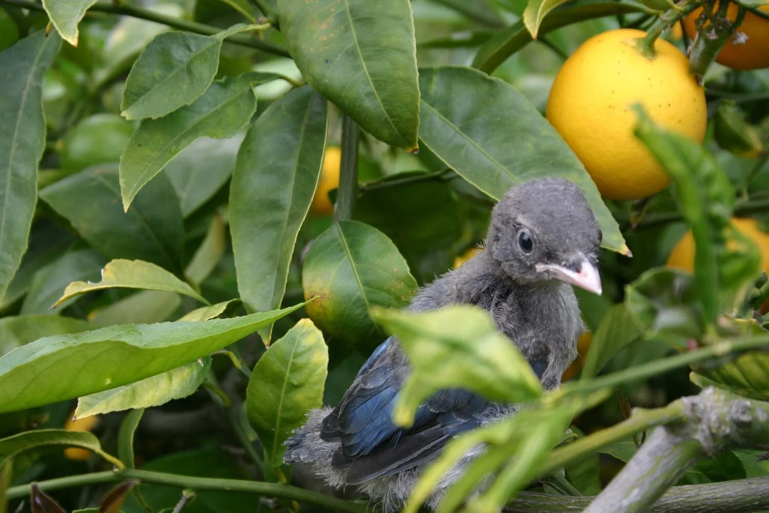 Spring, Nesting Season and Baseball