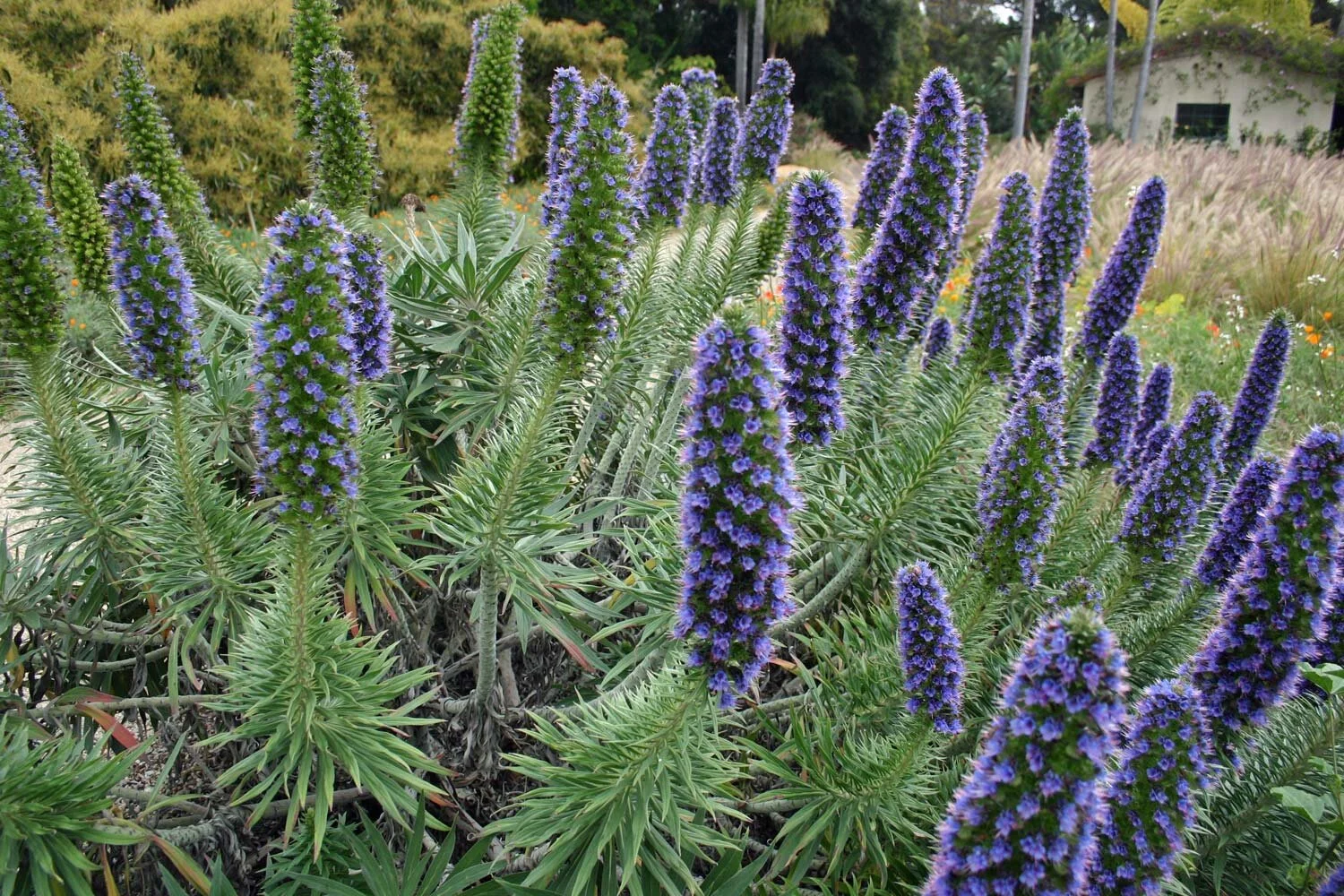 Life After Lawns- The Secret Story