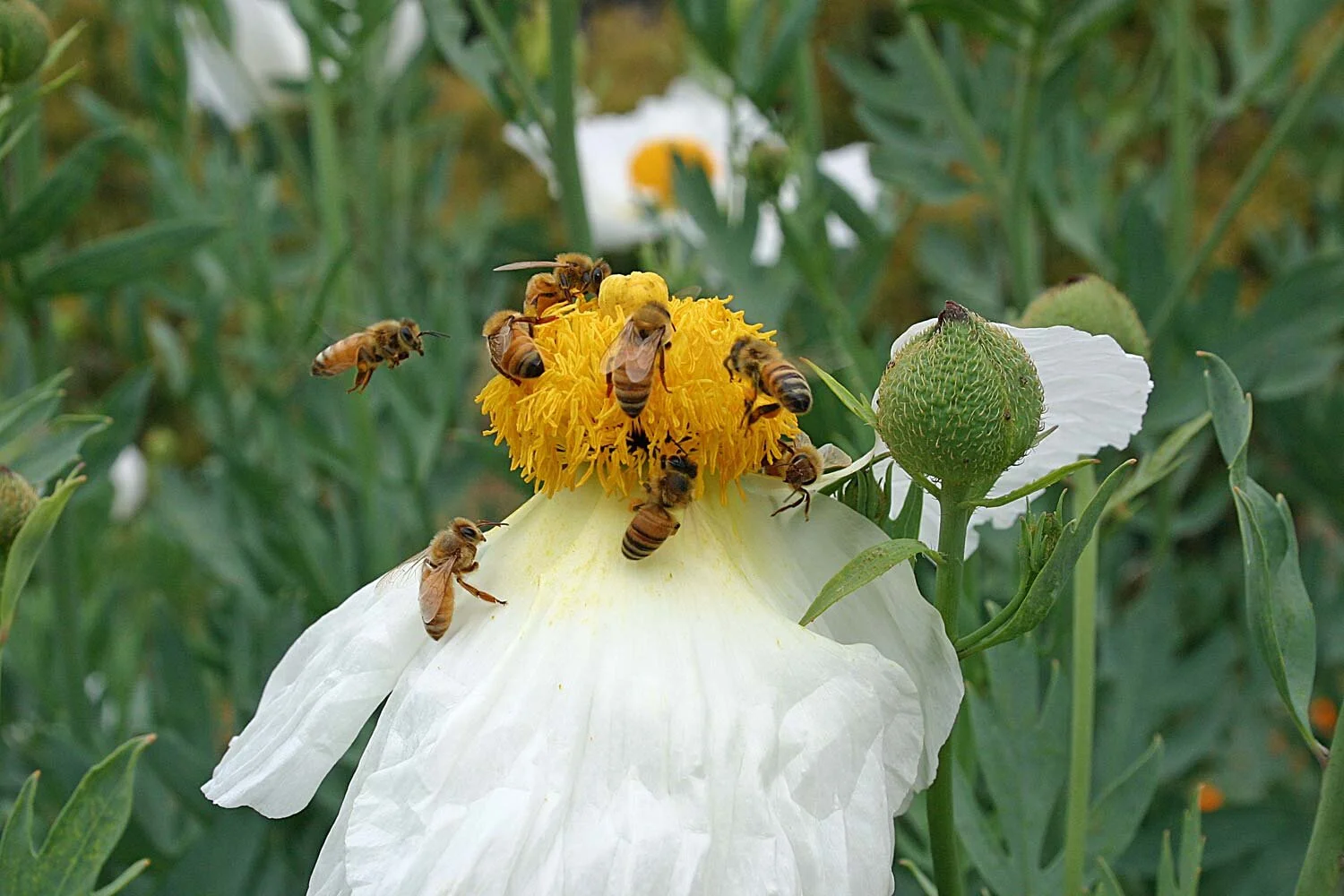 3 Ways California Drought is Affecting Bees