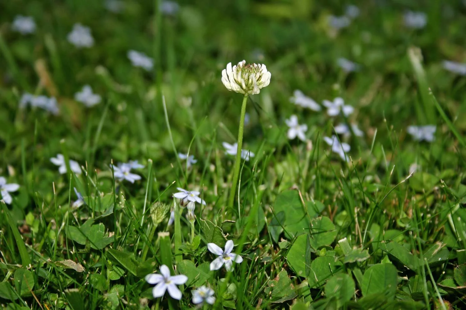 Your Weeds Are Speaking-Are You Listening?