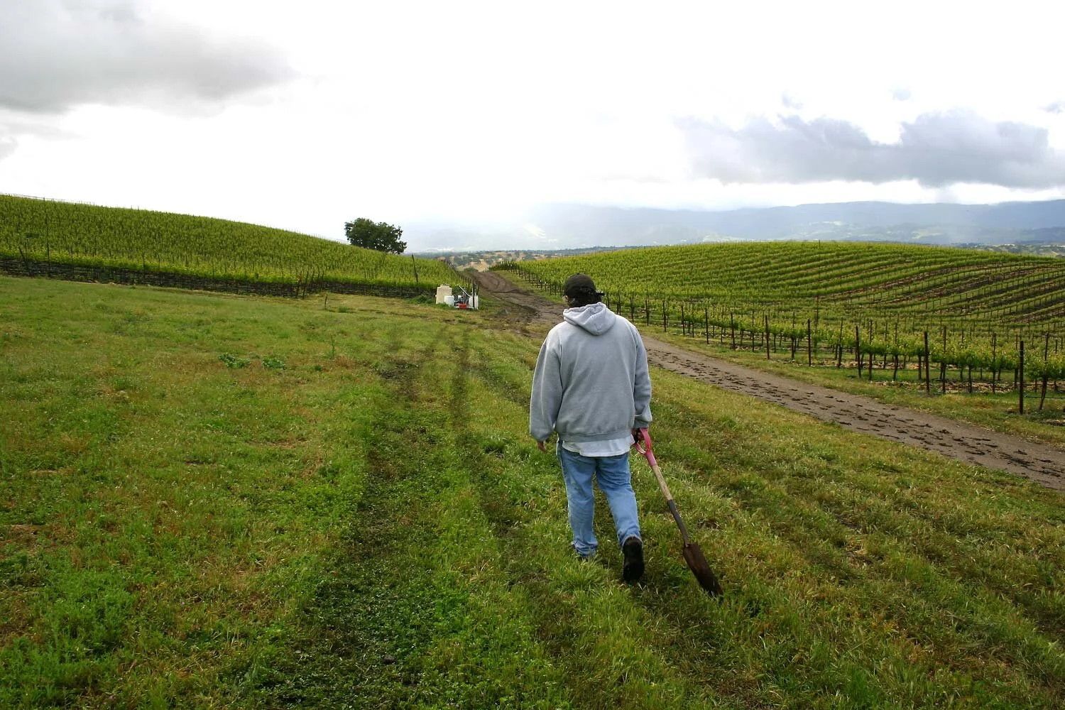 3 key things to do in your garden in January