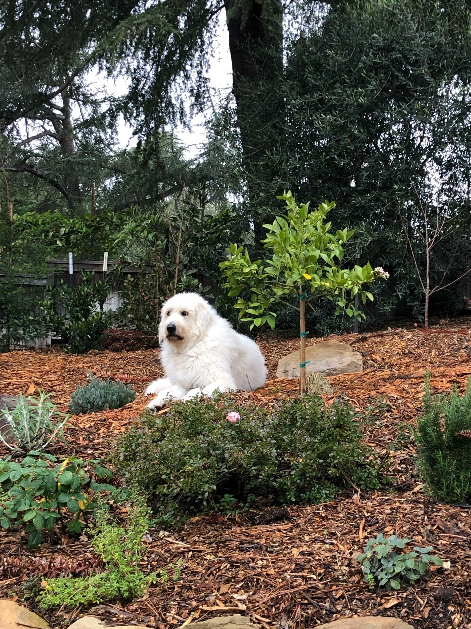 Dog friendly landscape design