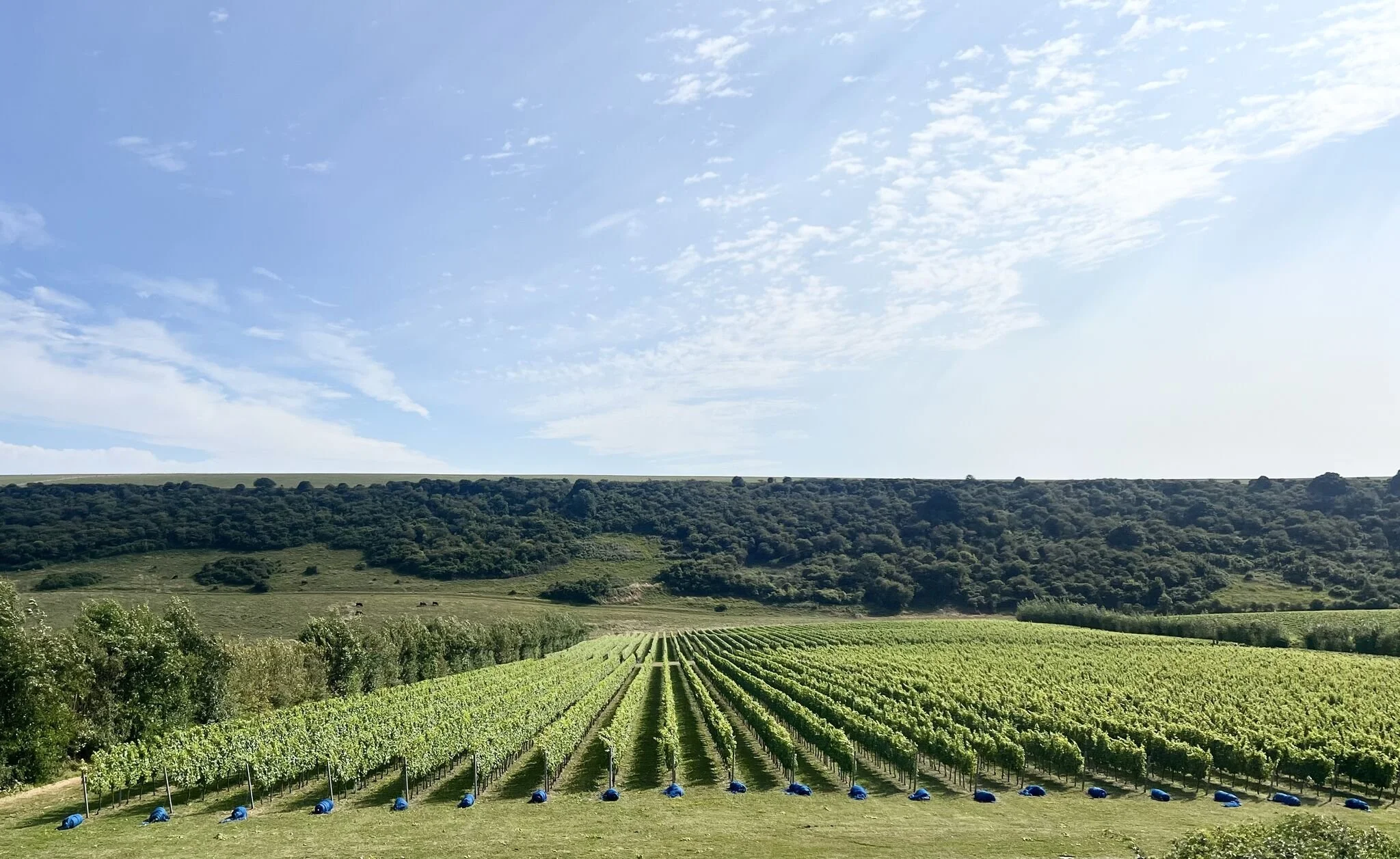 Deep Planet Sushma Shankar UK AI Minister Feryal Clark-4.jpeg