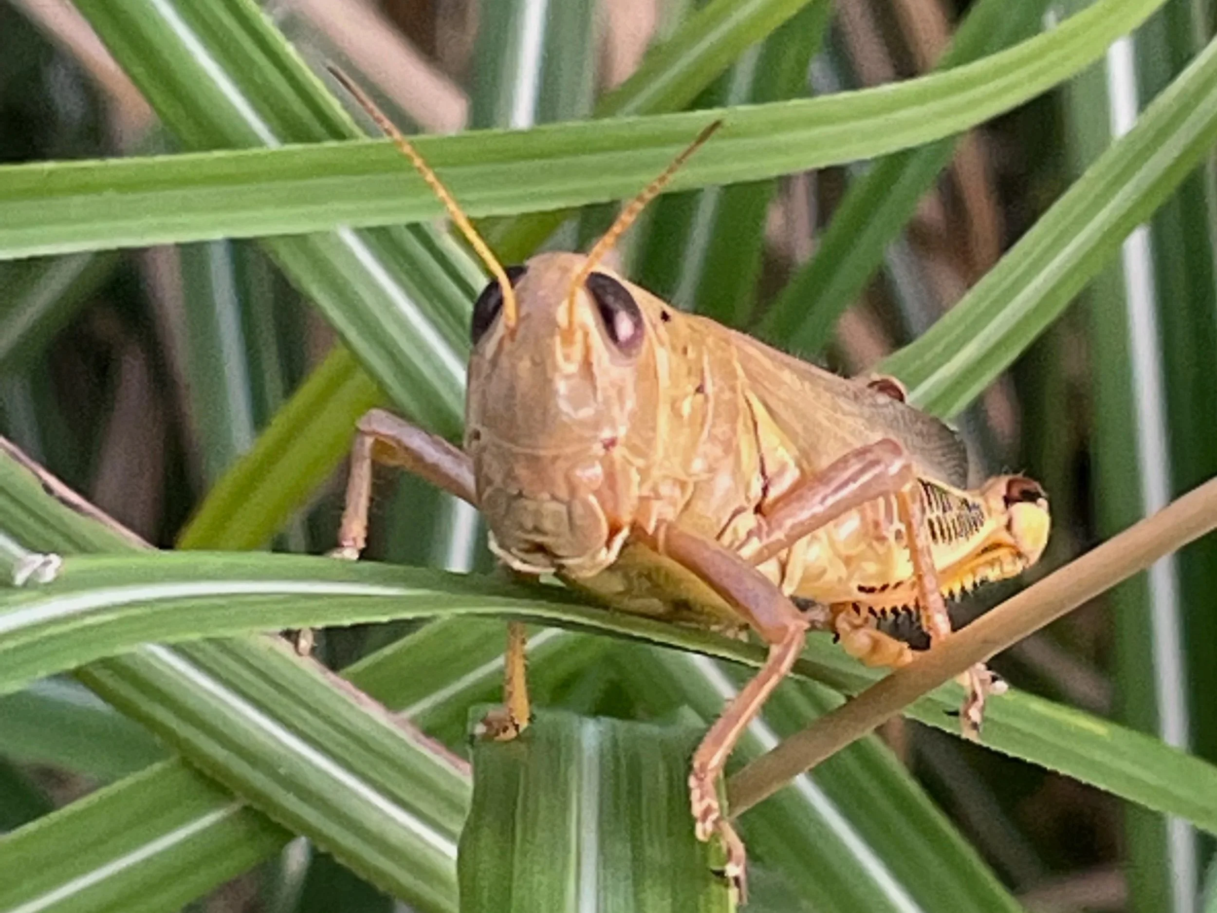 May Joy Be Your Stubborn Companion