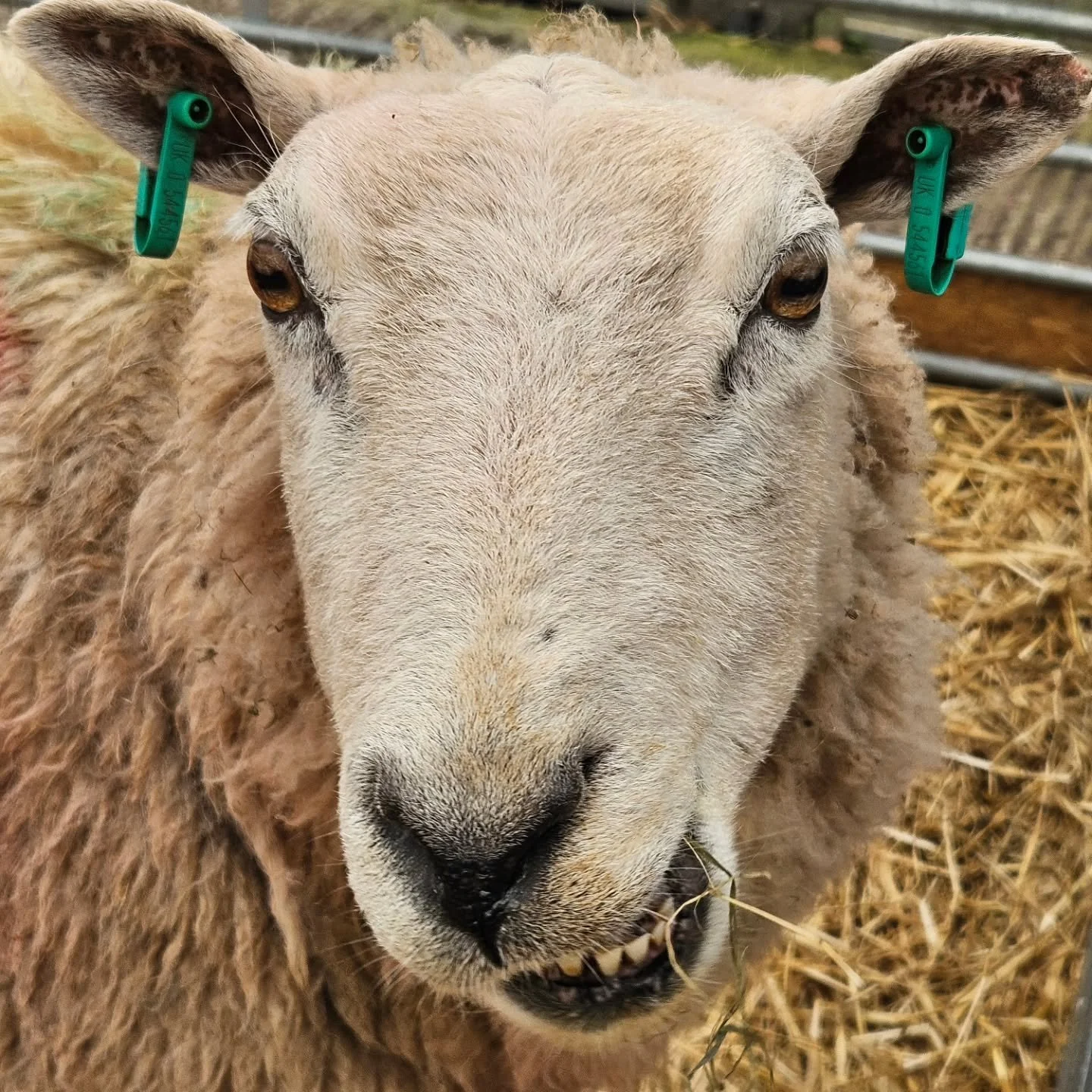 #argyllandbute #ruraltourism #diversification #montysfarmpark #happyeastertoEwe