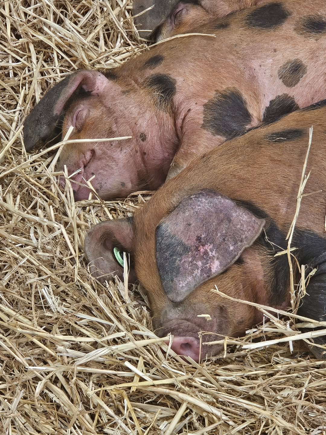#openfarmsunday was all too much for these three little piggies. #ruraldiversification #dorset #ruraleconomy