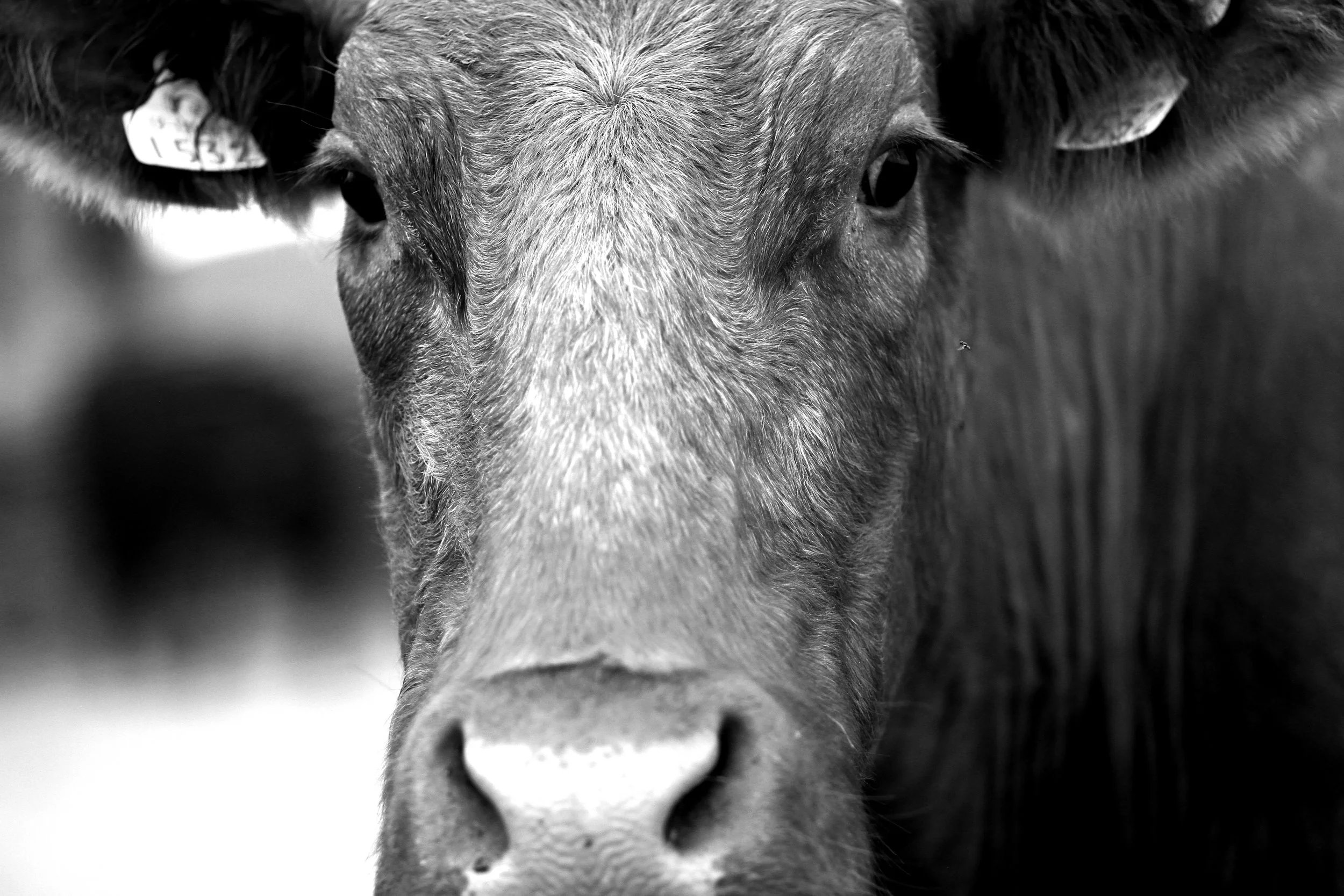 IMG_1342_cow_bw.jpg