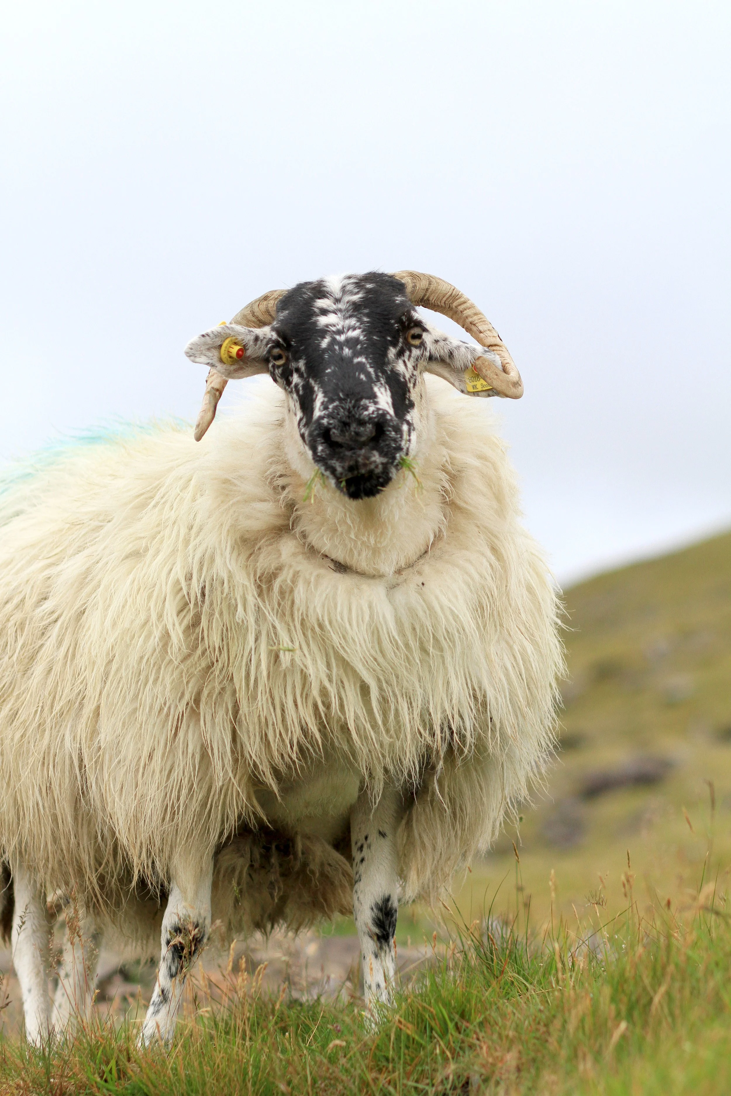 sheep_ireland_IMG_1119.jpg