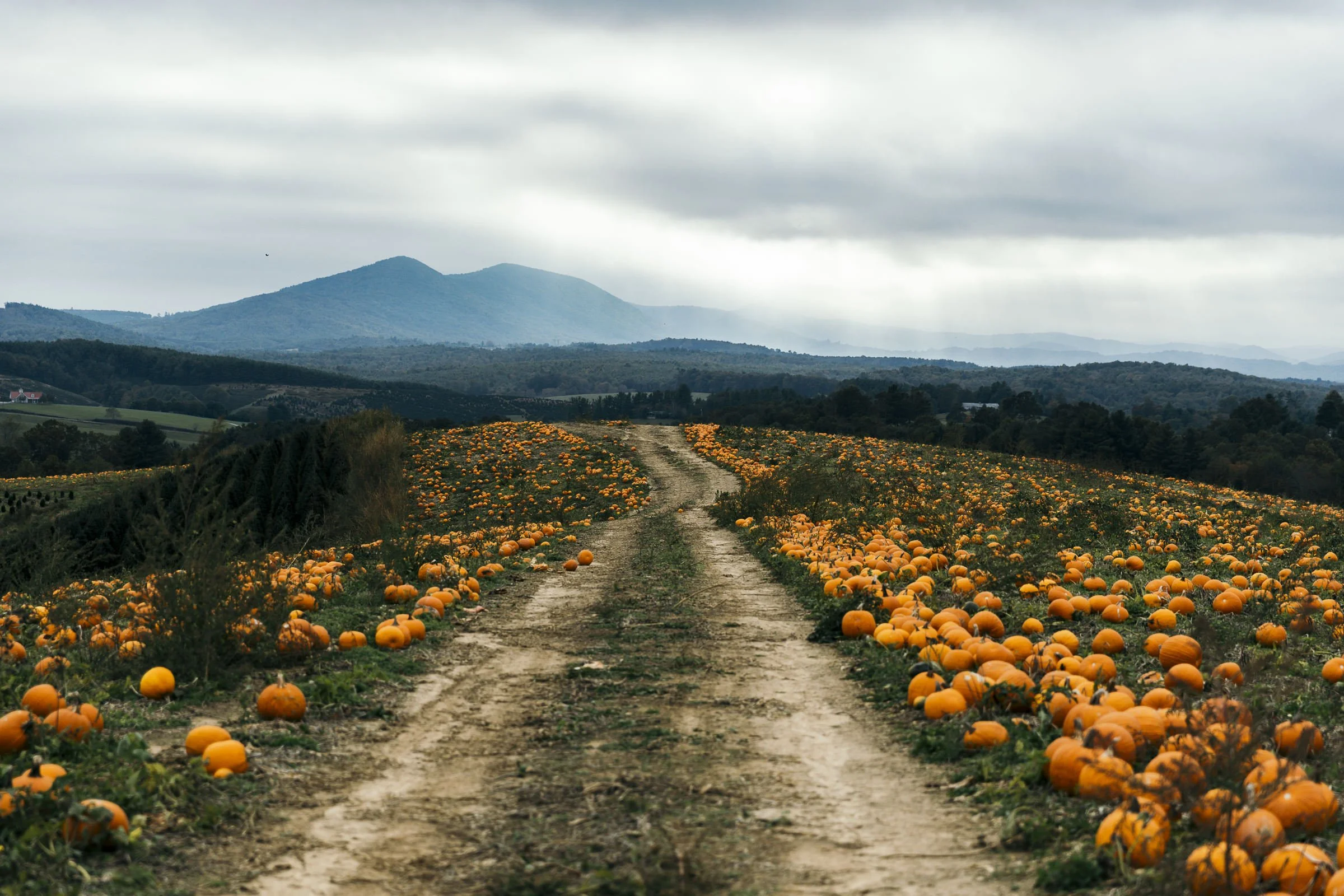 pumpkin_bottomley_308.jpg