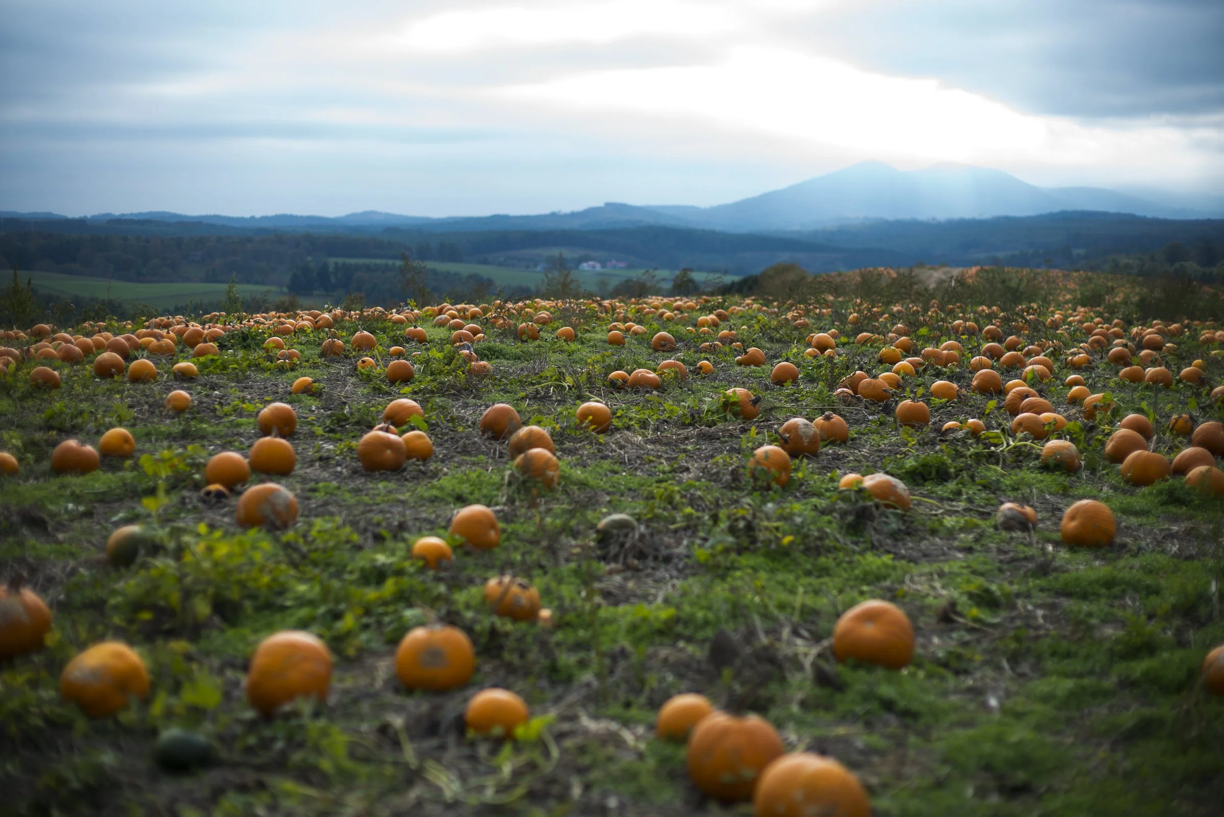 pumpkin_bottomley_L_522.jpg