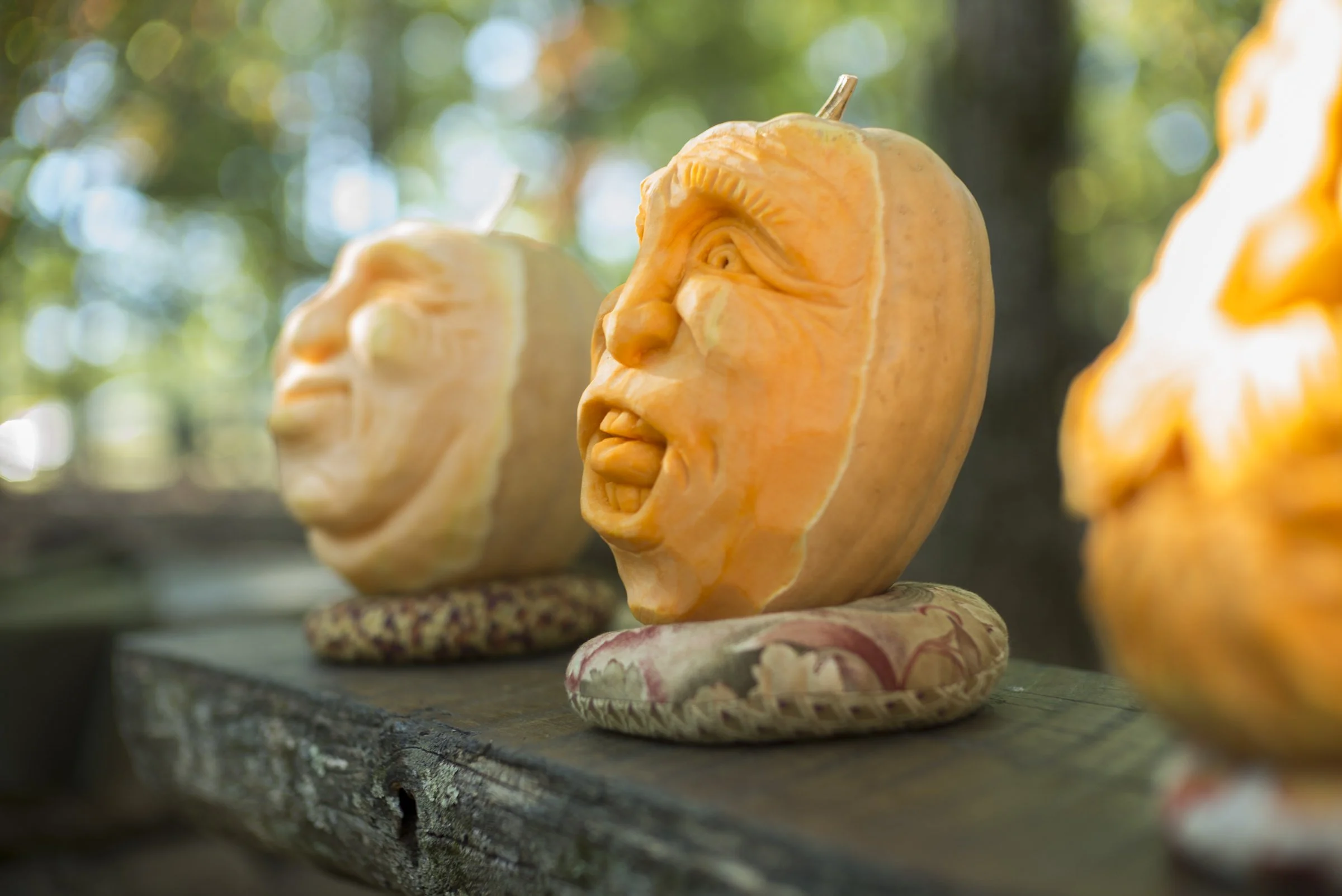 pumpkin_trudgeon_L_331.jpg