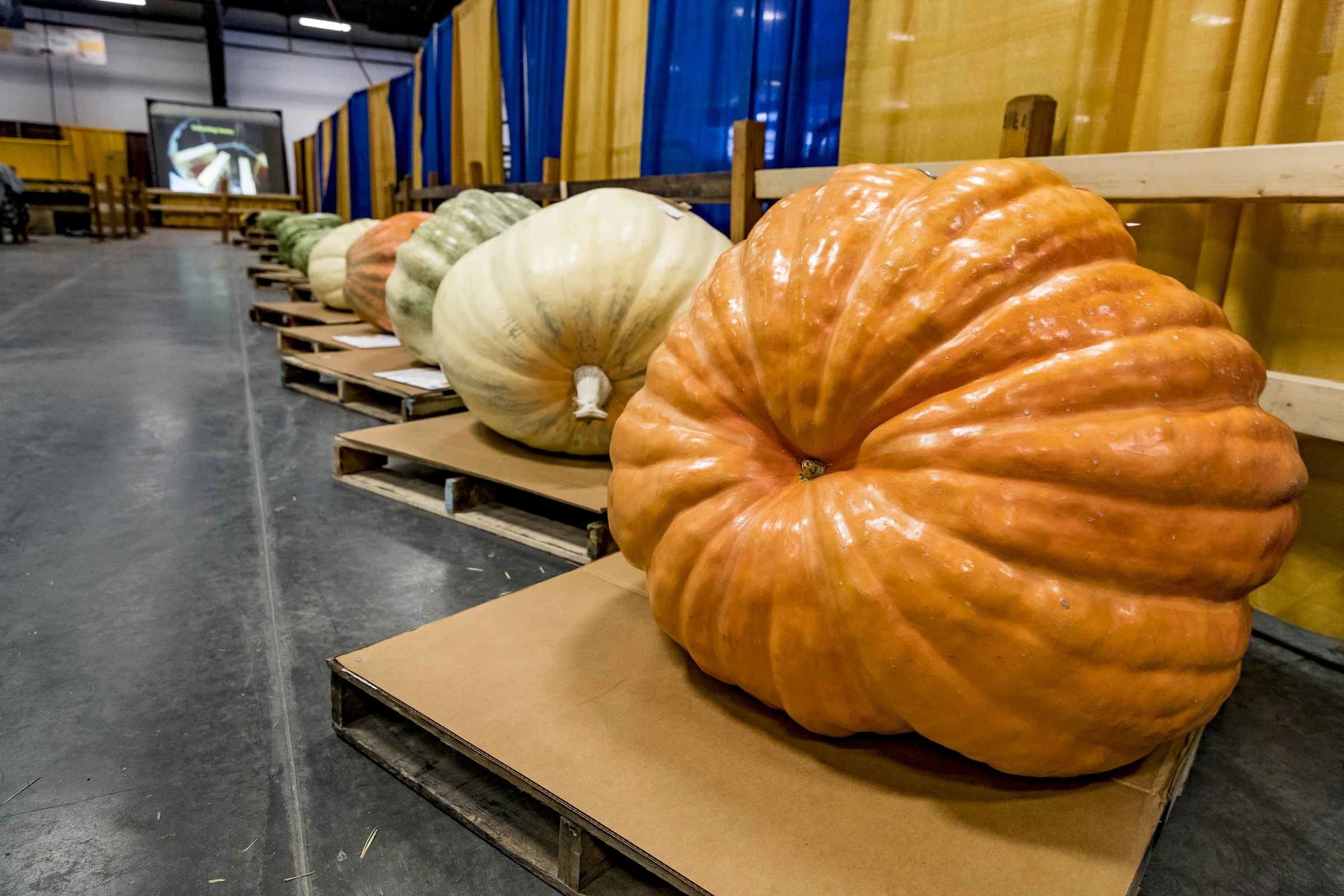 pumpkin_NC_fair_689.jpg