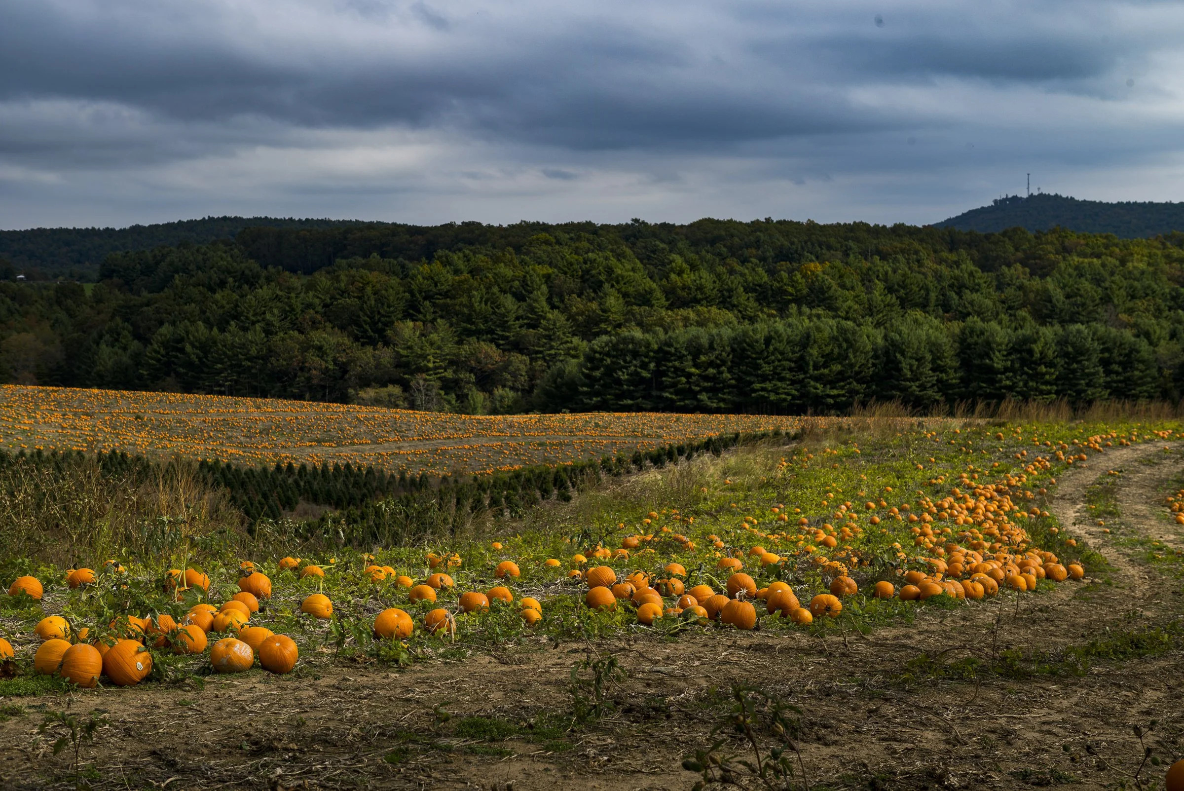 pumpkin_bottomley_L_592.jpg