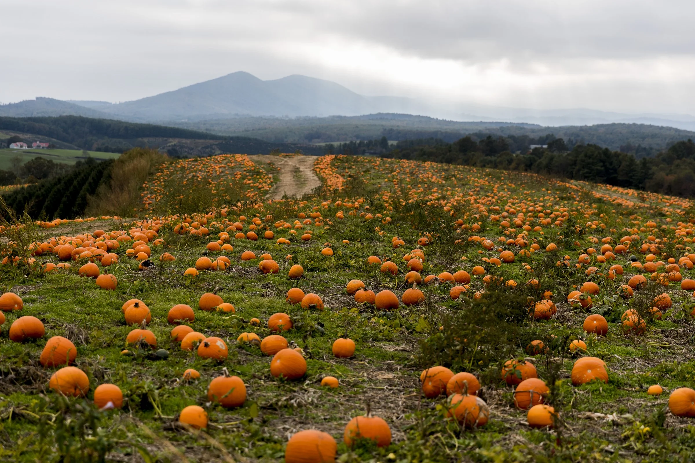 pumpkin_bottomley_315.jpg
