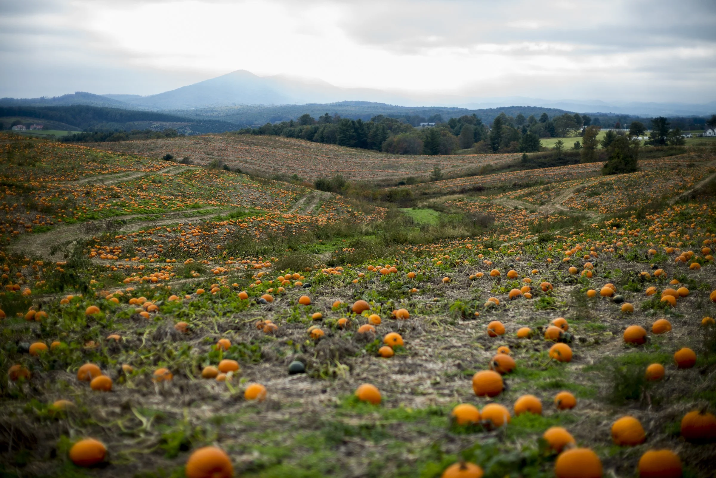 pumpkin_bottomley_L_516.jpg
