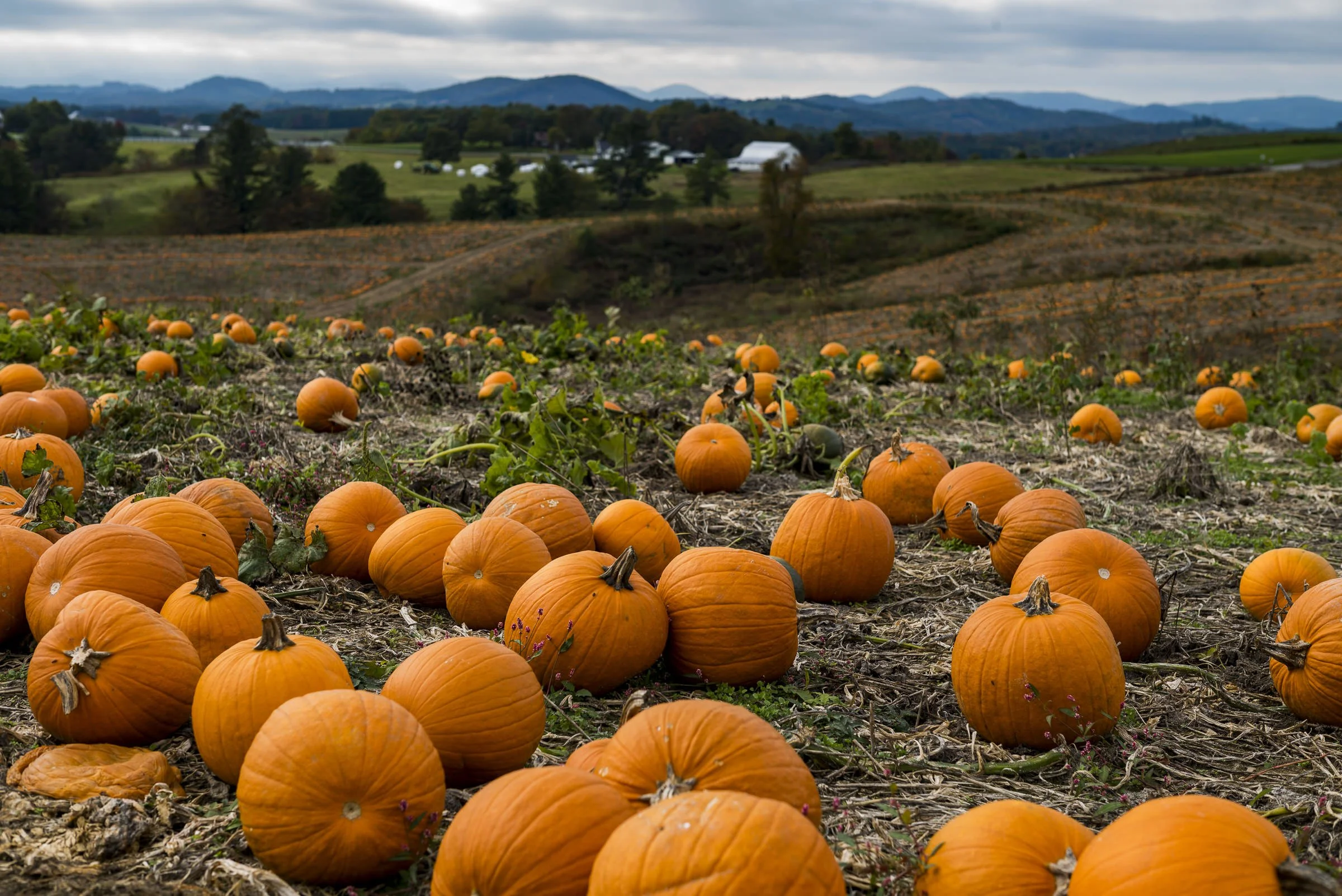 pumpkin_bottomley_L_563.jpg