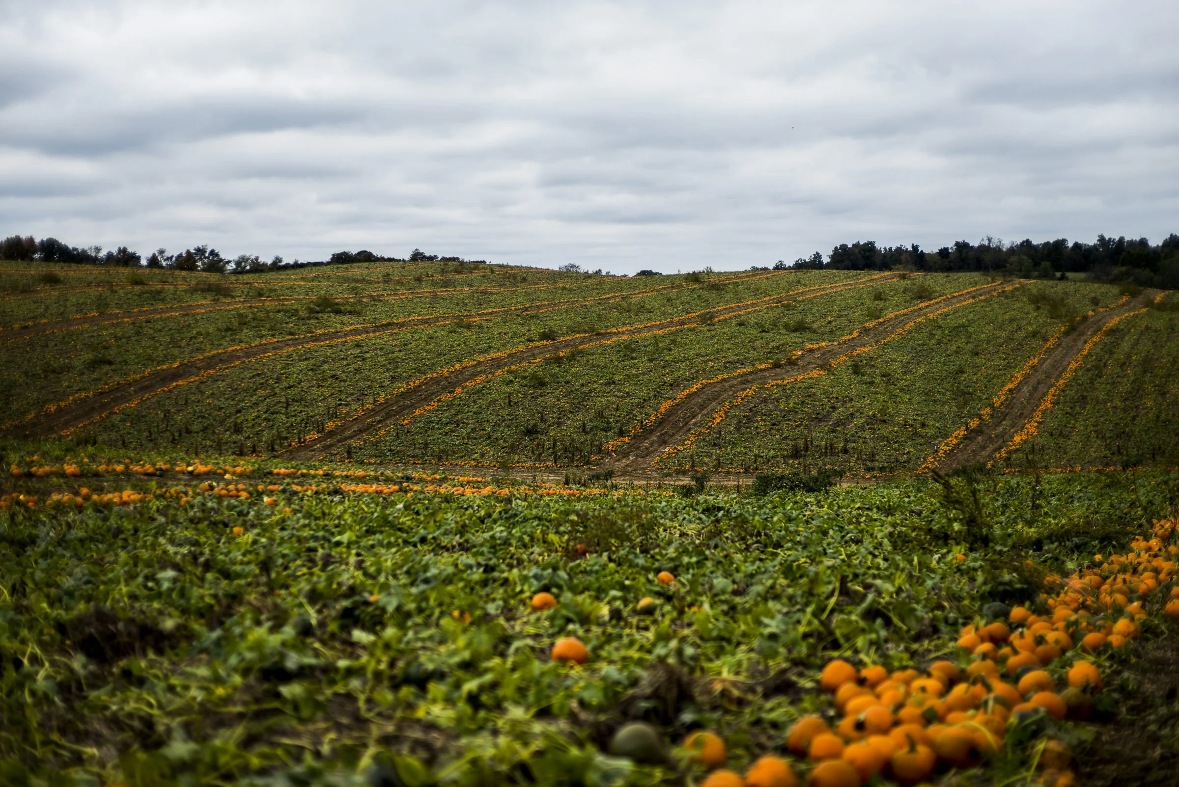 pumpkin_bottomley_VA_L_391.jpg