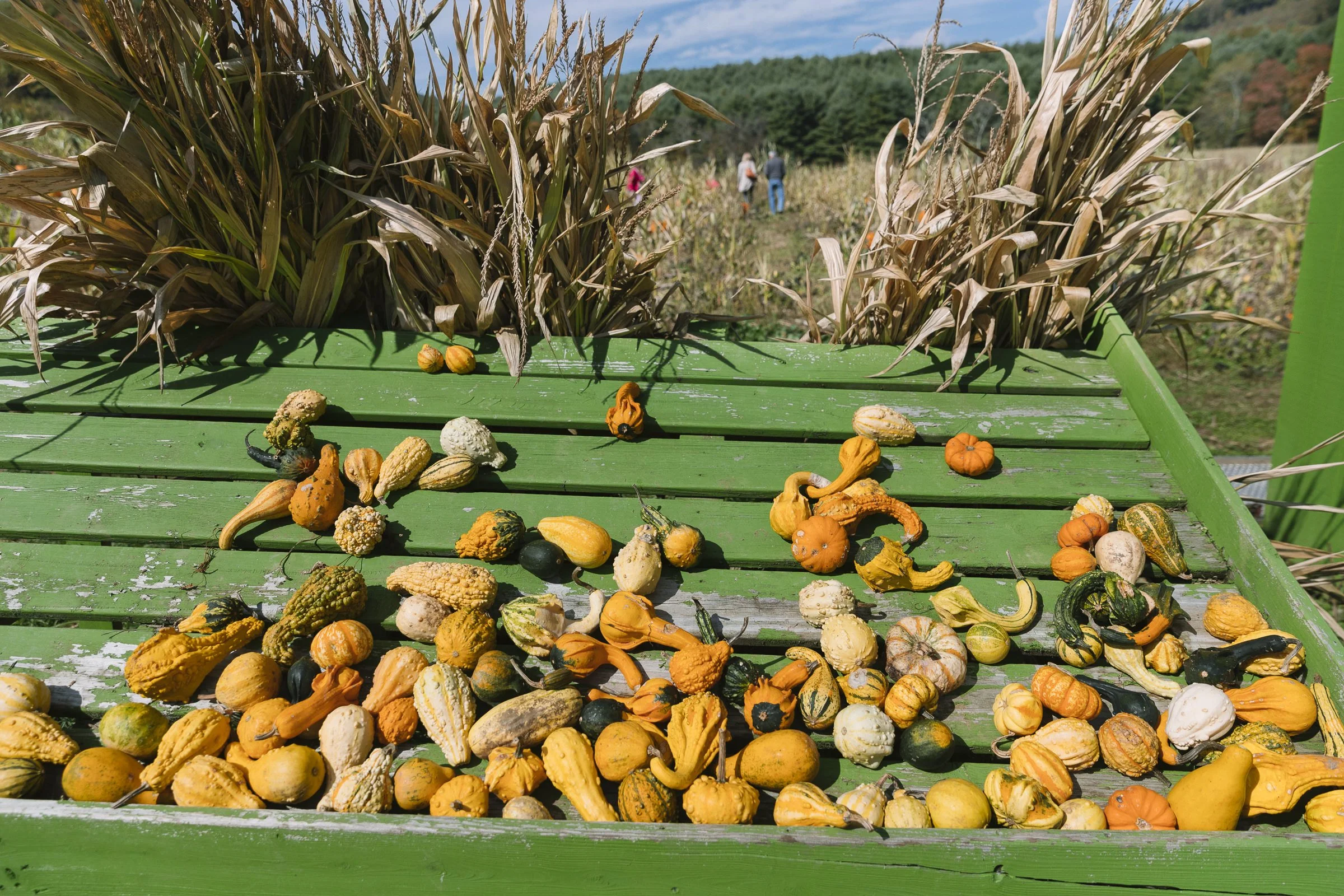 pumpkin_new_river_451.jpg