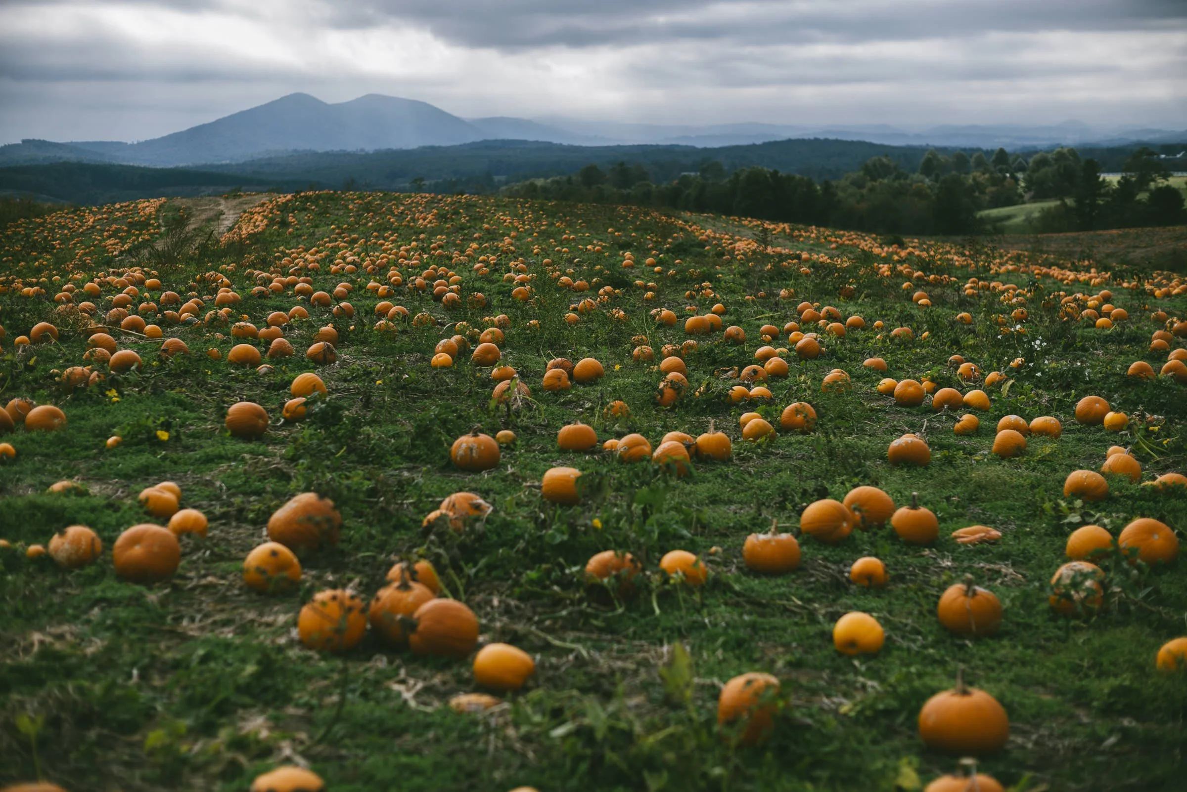 pumpkin_bottomley_L_528.jpg