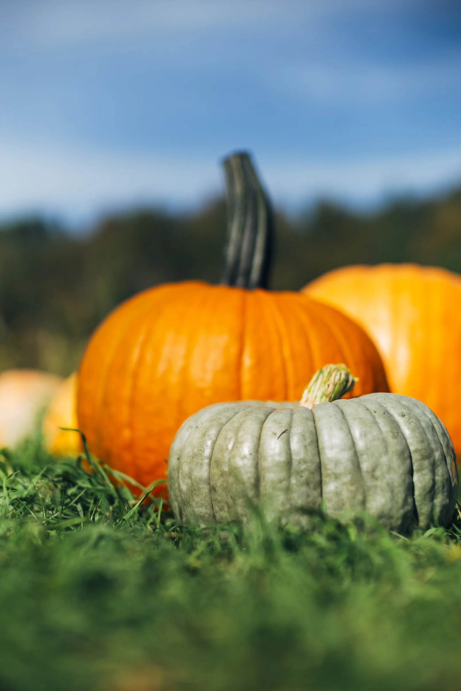 pumpkin_new_river_L_821.jpg