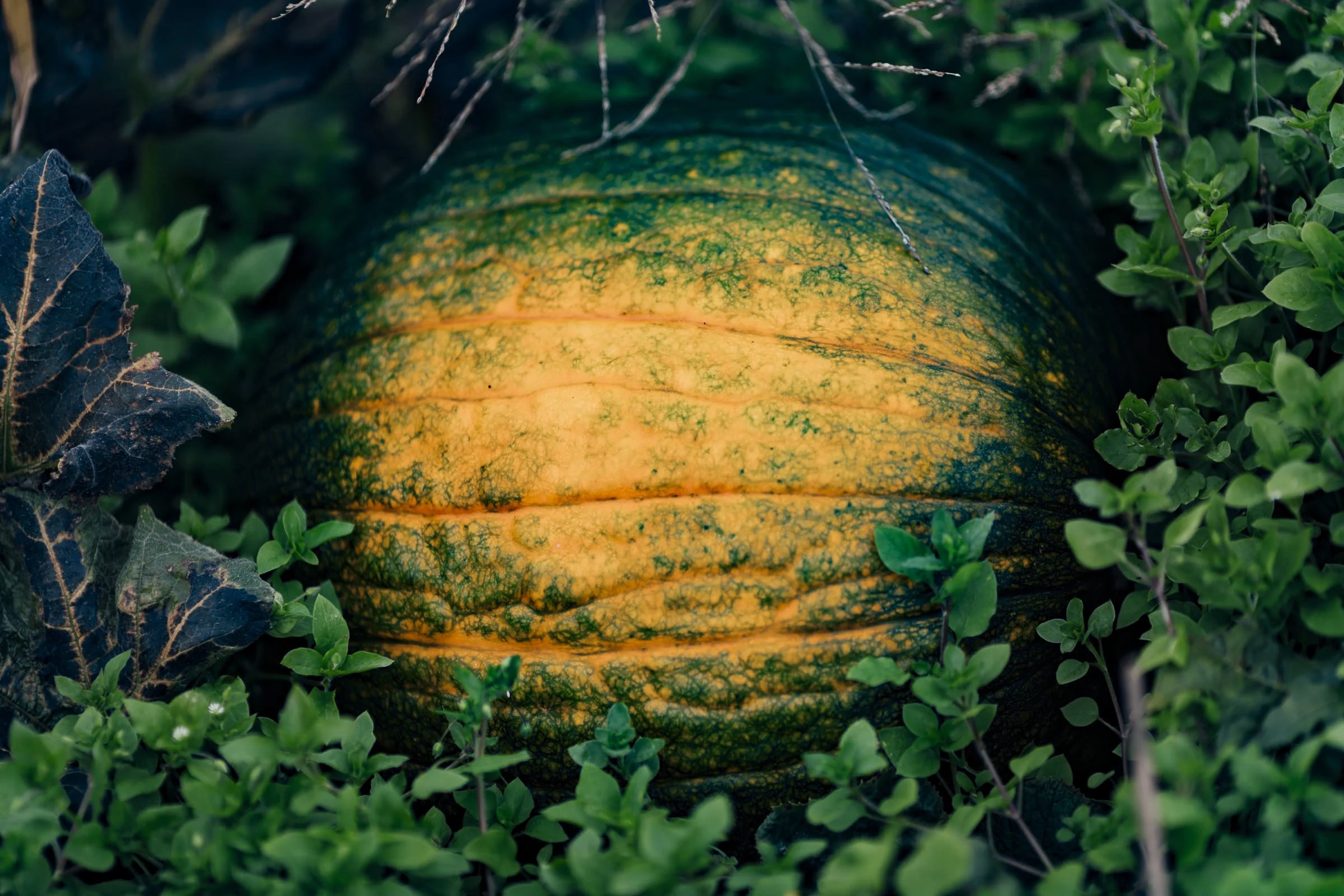 pumpkin_bottomley_263.jpg