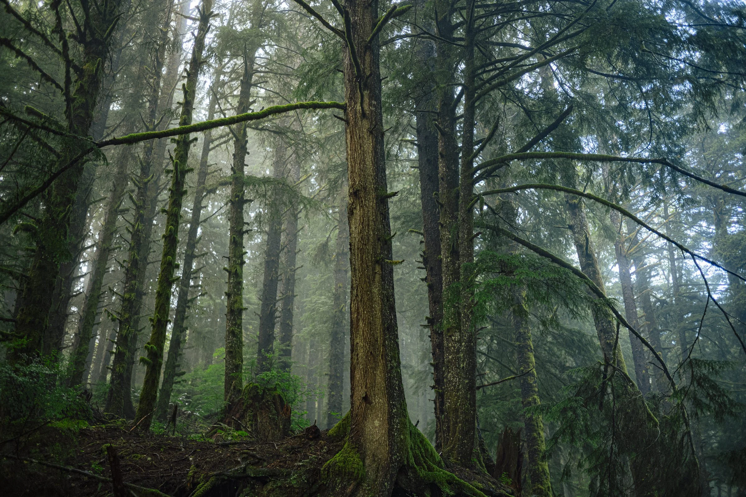 pnw_60.jpg