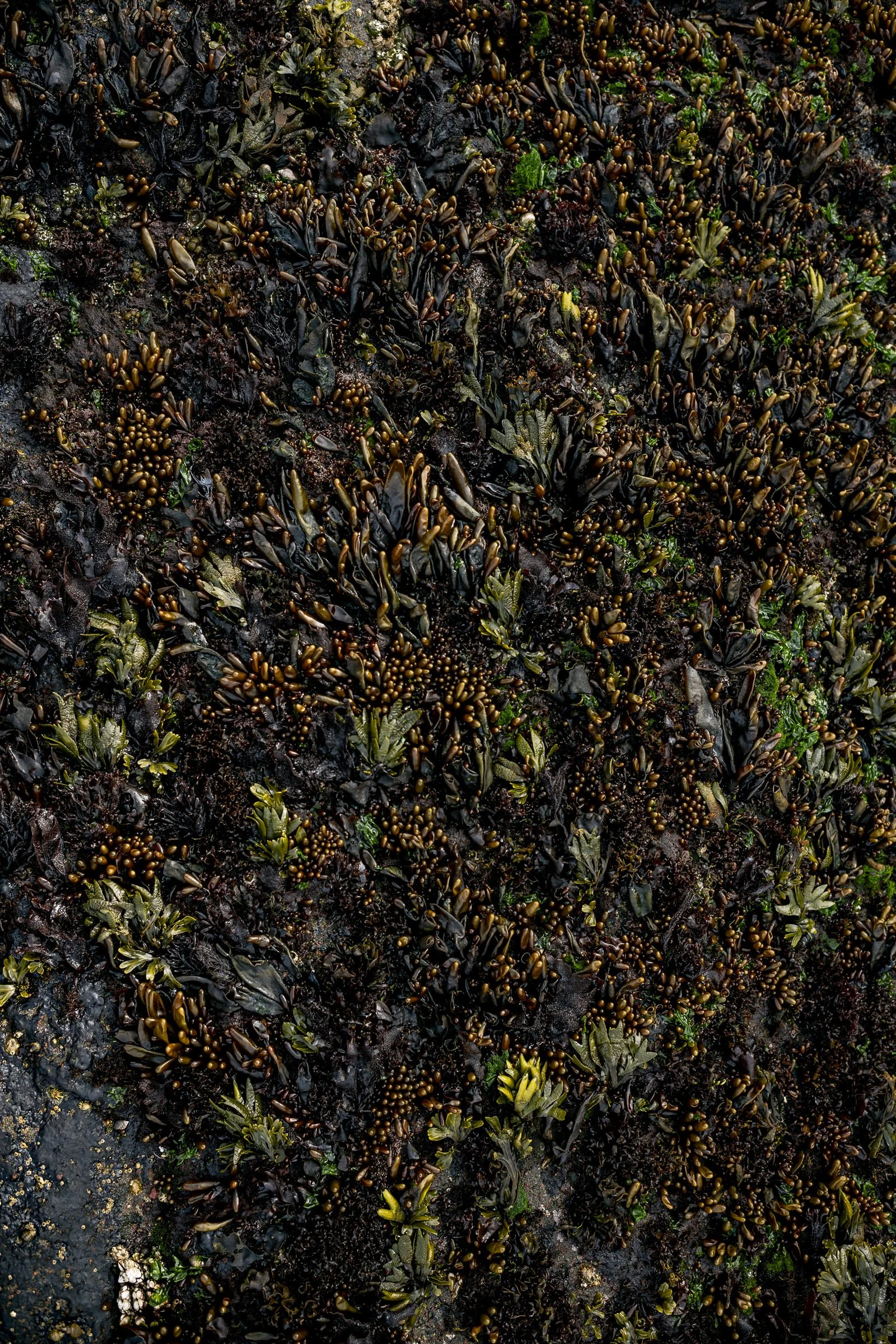 pnw_32.jpg