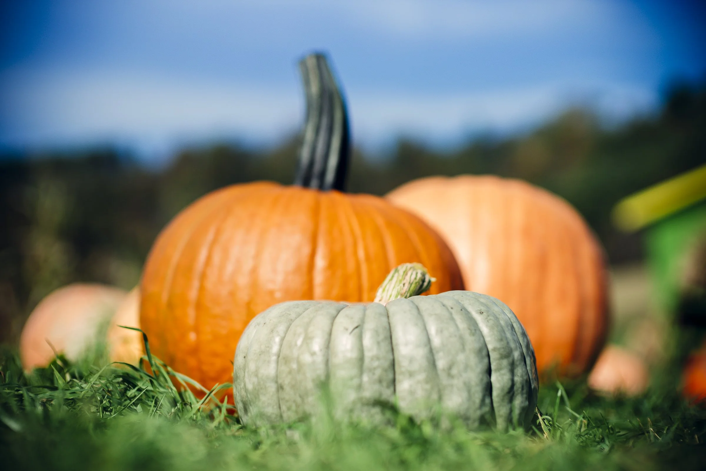 pumpkin_new_river_L_828.jpg