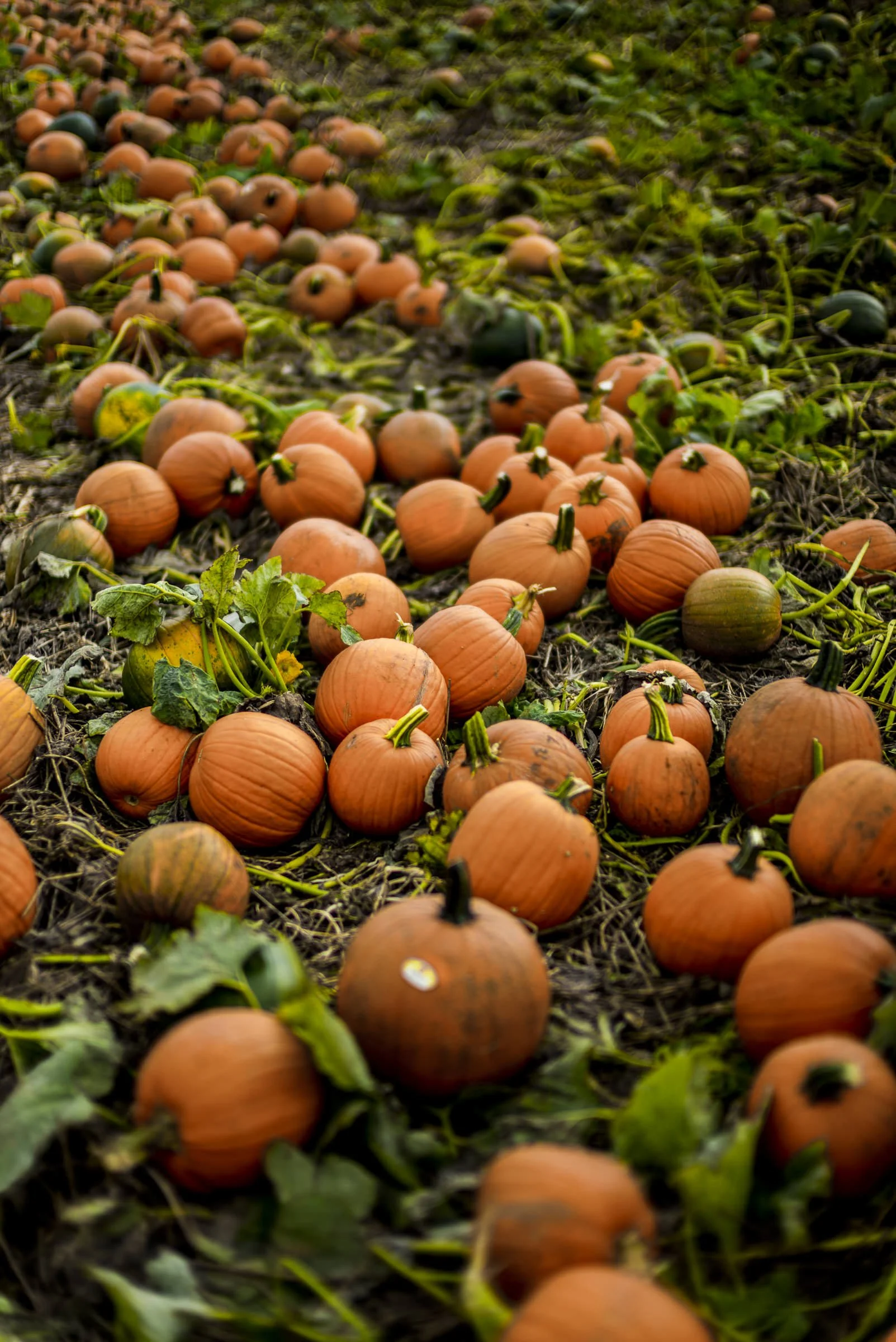pumpkin_bottomley_VA_L_377.jpg