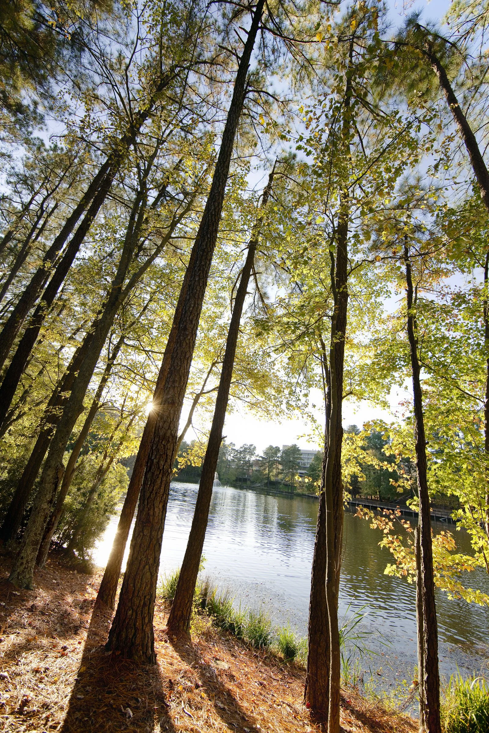 umstead_09.jpg