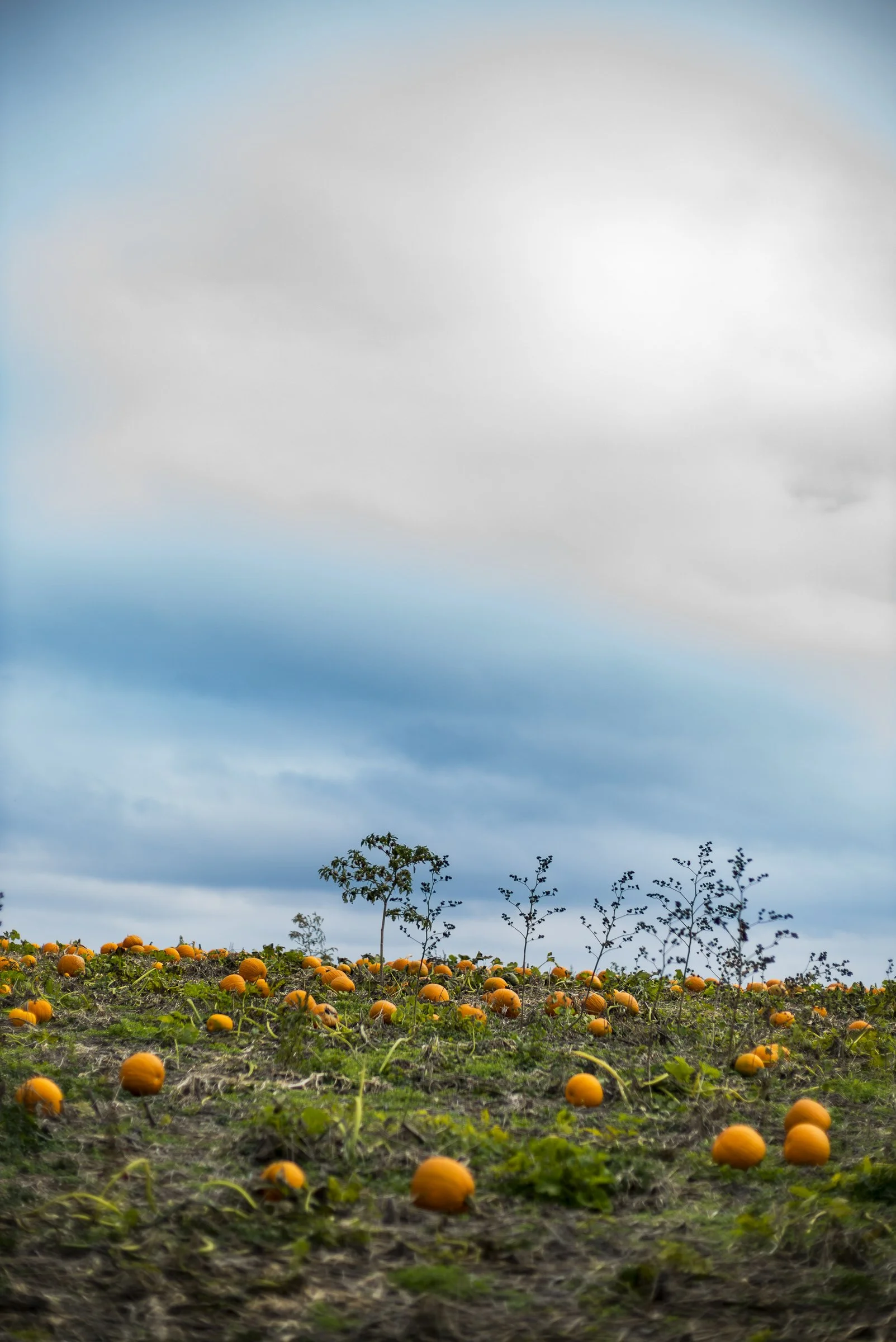 pumpkin_bottomley_L_546.jpg