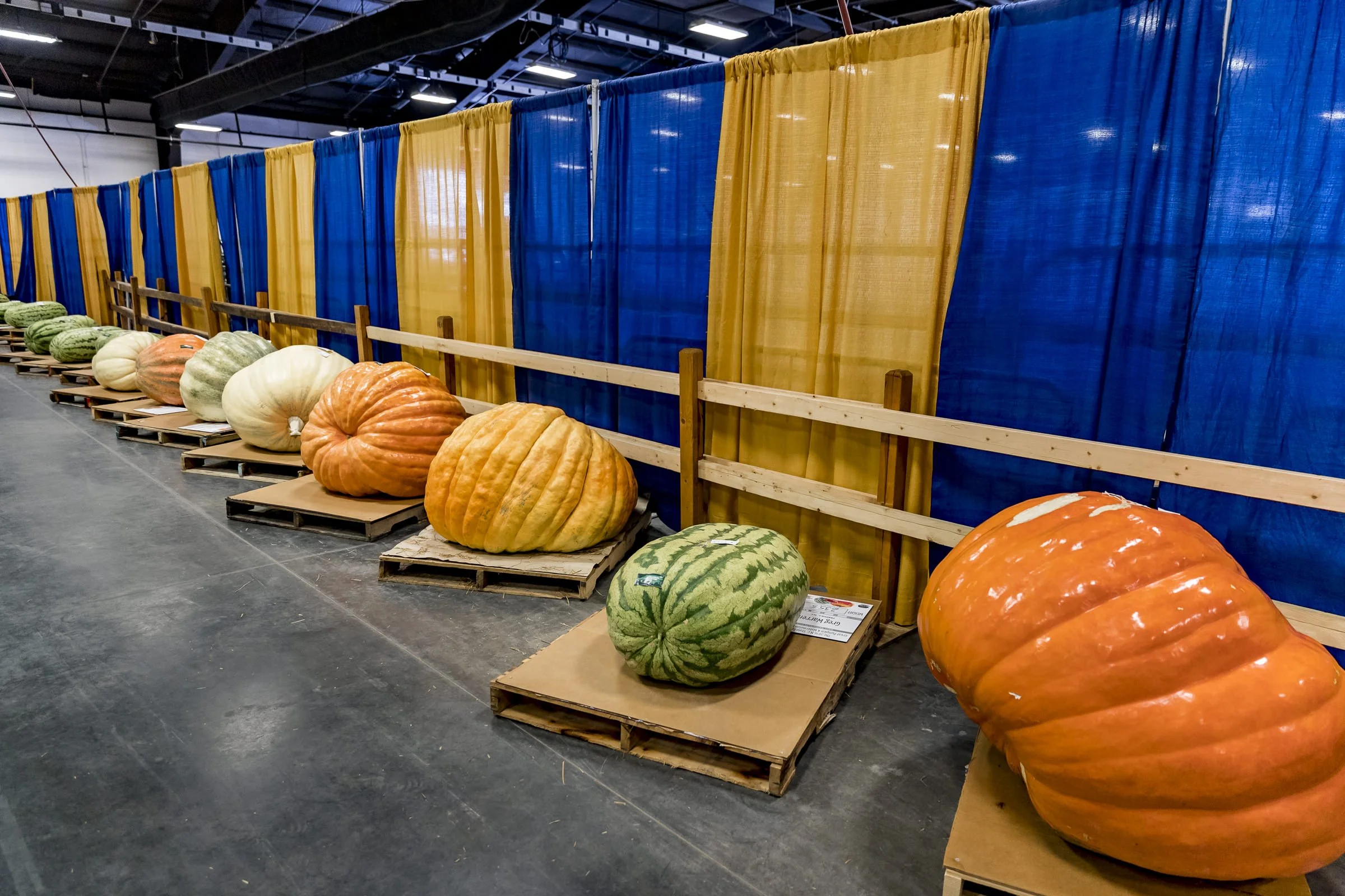 pumpkin_NC_fair_703.jpg
