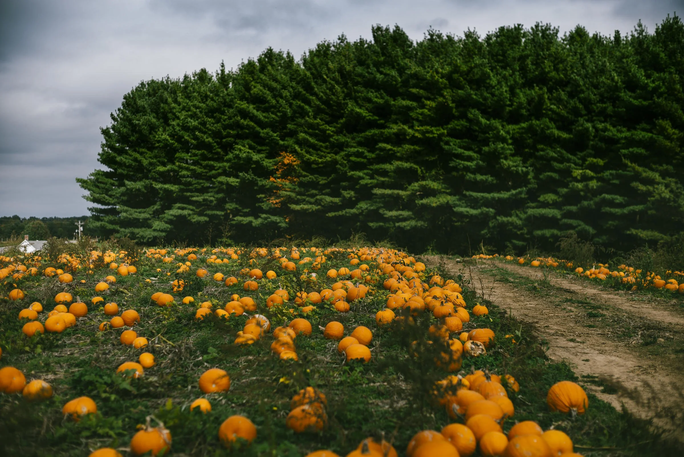 pumpkin_bottomley_L_526.jpg
